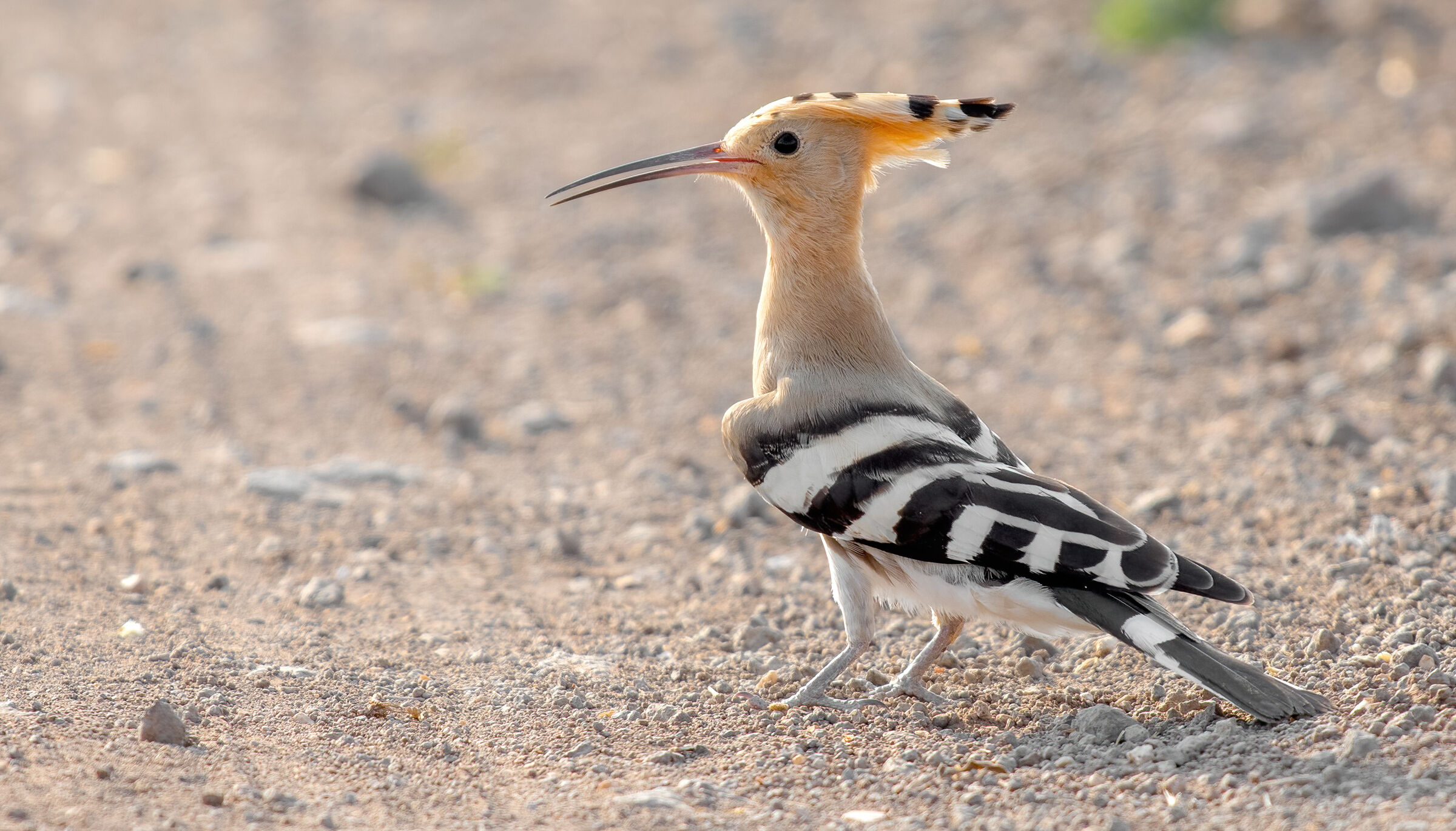 Hoopoe