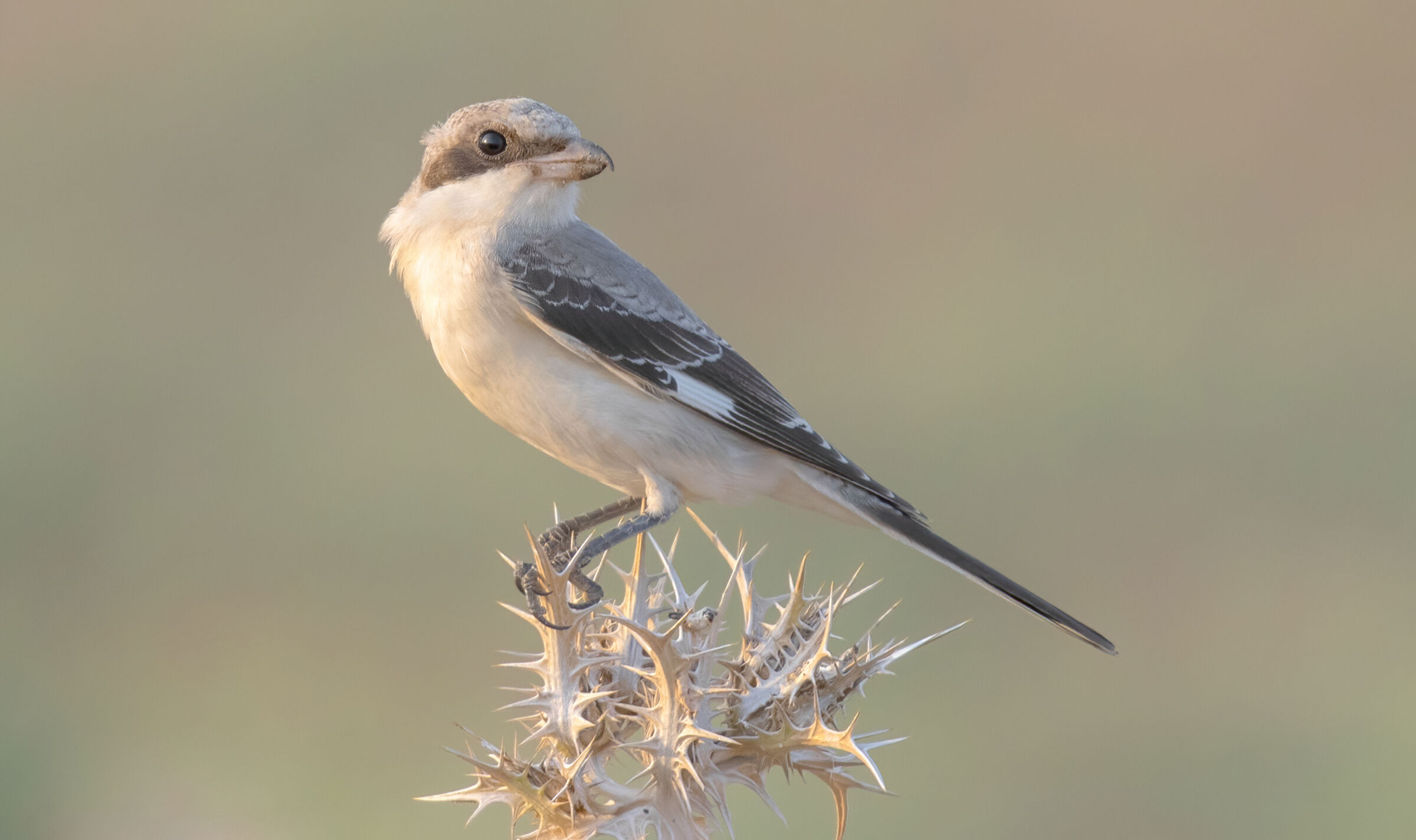 Great grey shrike