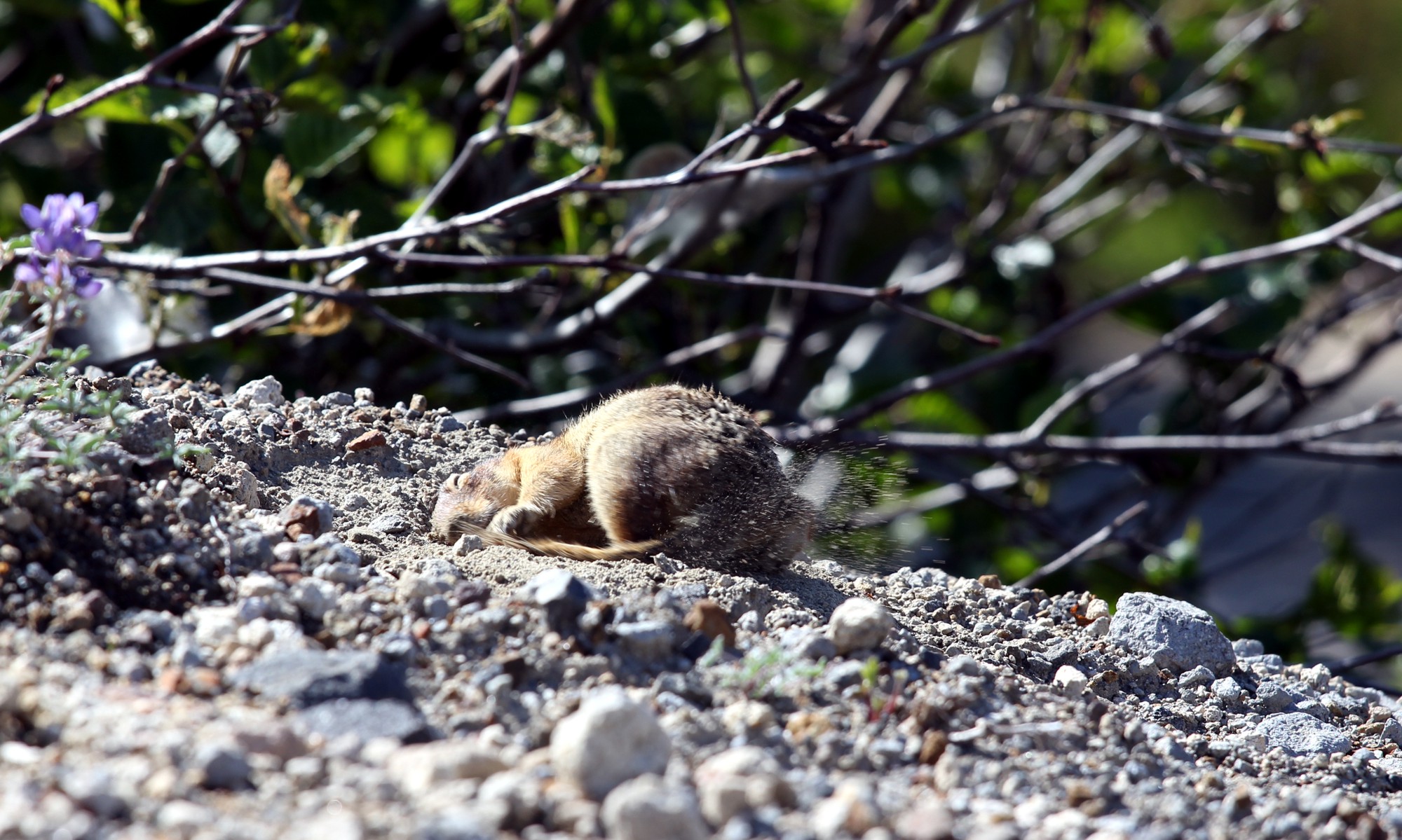 Squirel prende un bagno sporco
