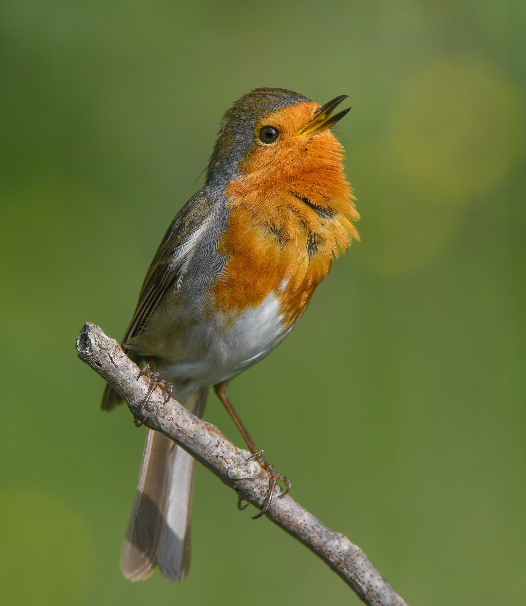 Il canto del Pettirosso