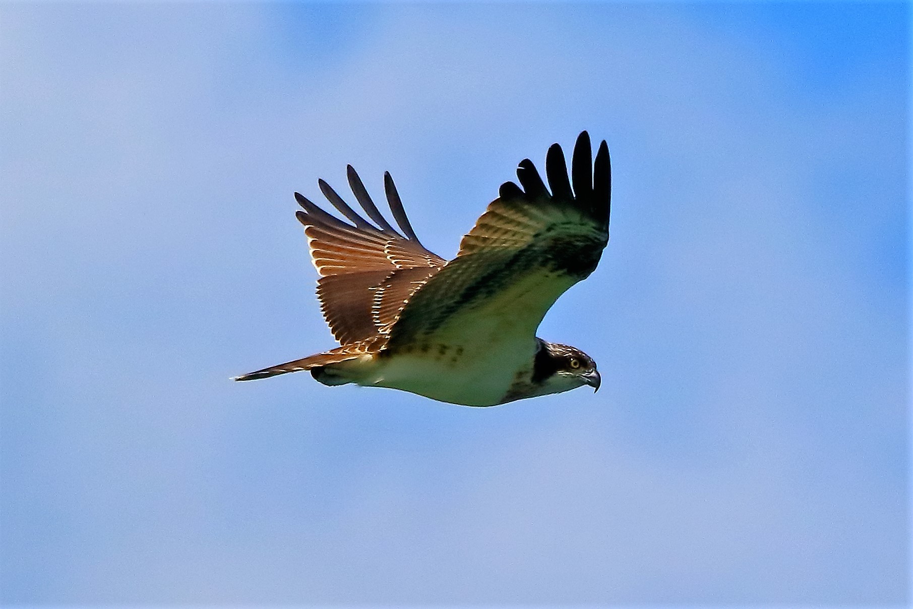 Falco pescatore settembre 2021