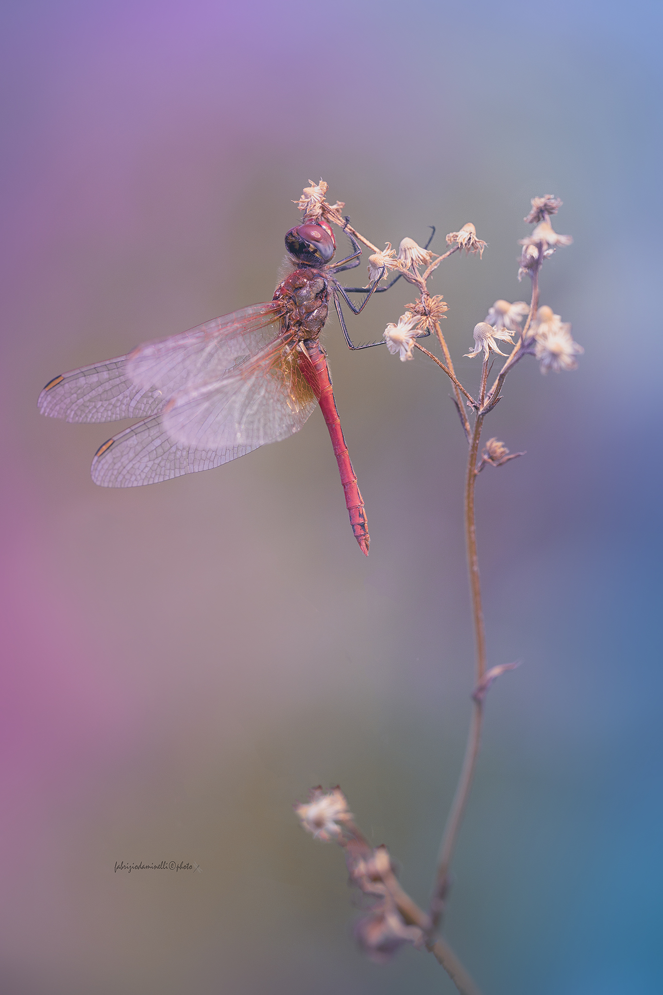 Sympetrum fonscolombii - male