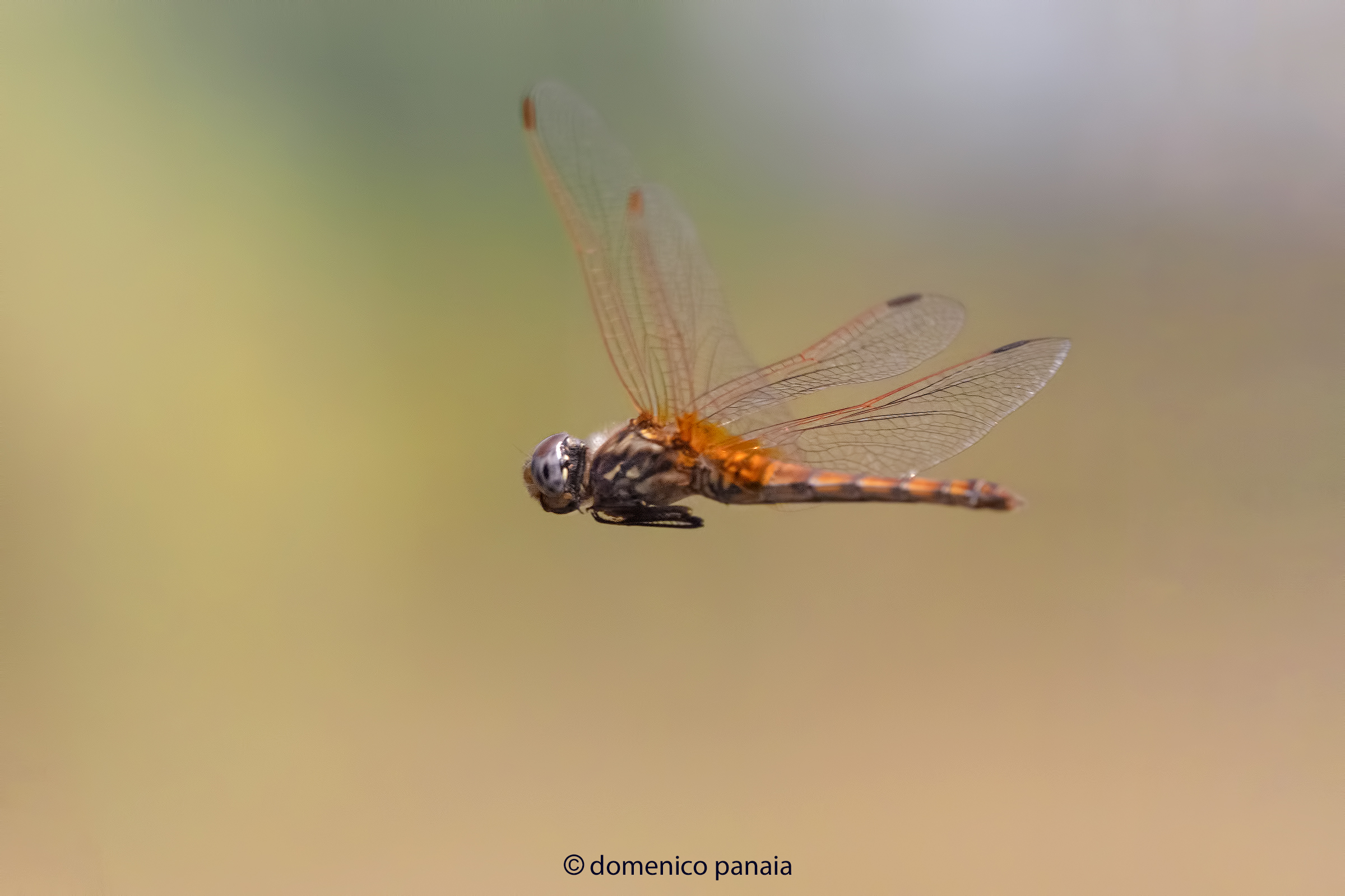 trithemis annulata femmina