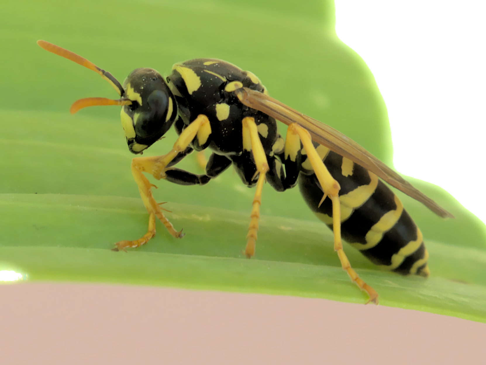 Wasp