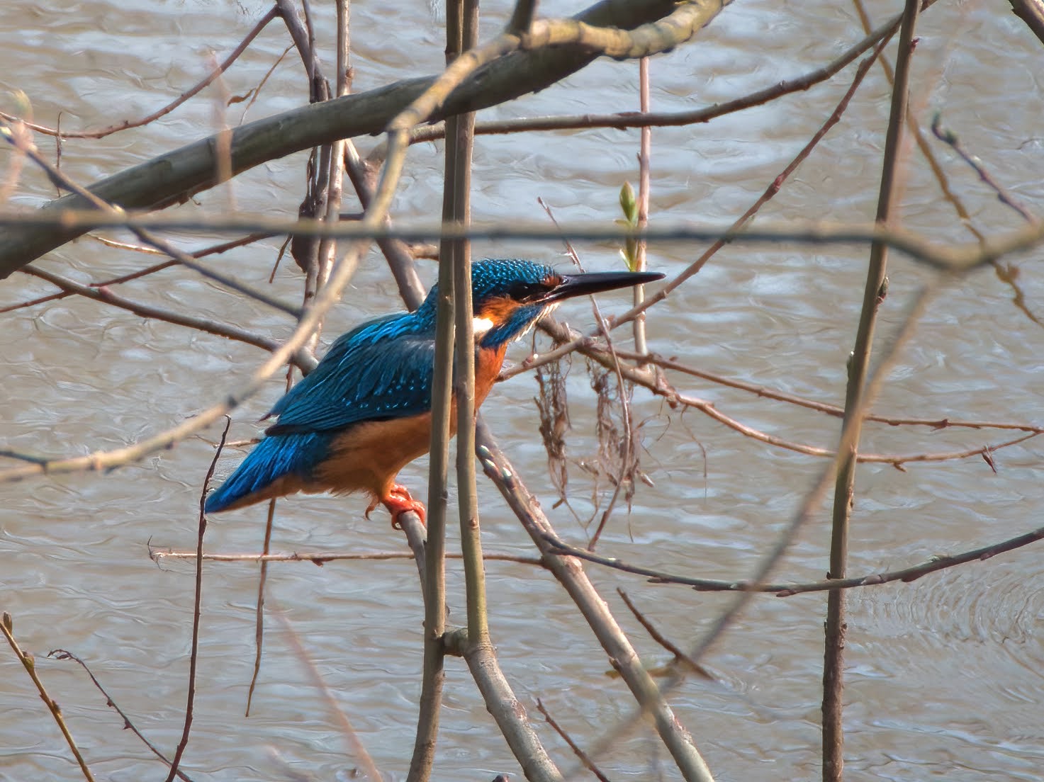 Kingfisher