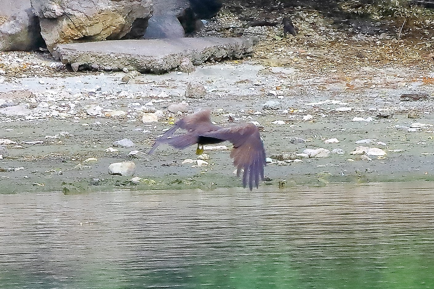 Nibbio bruno 17-06-2022