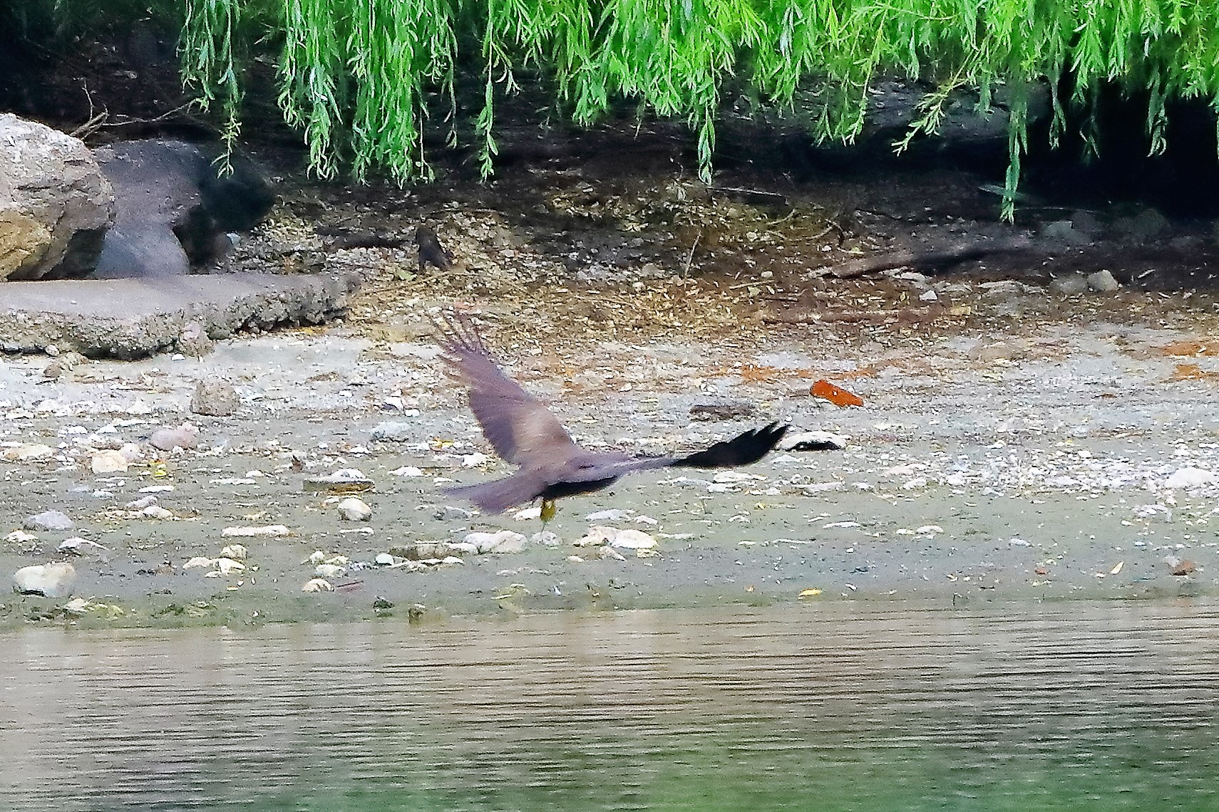 Nibbio bruno 17-06-2022