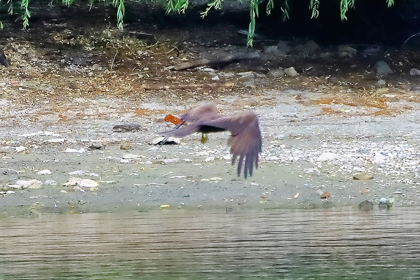 Nibbio bruno 17-06-2022