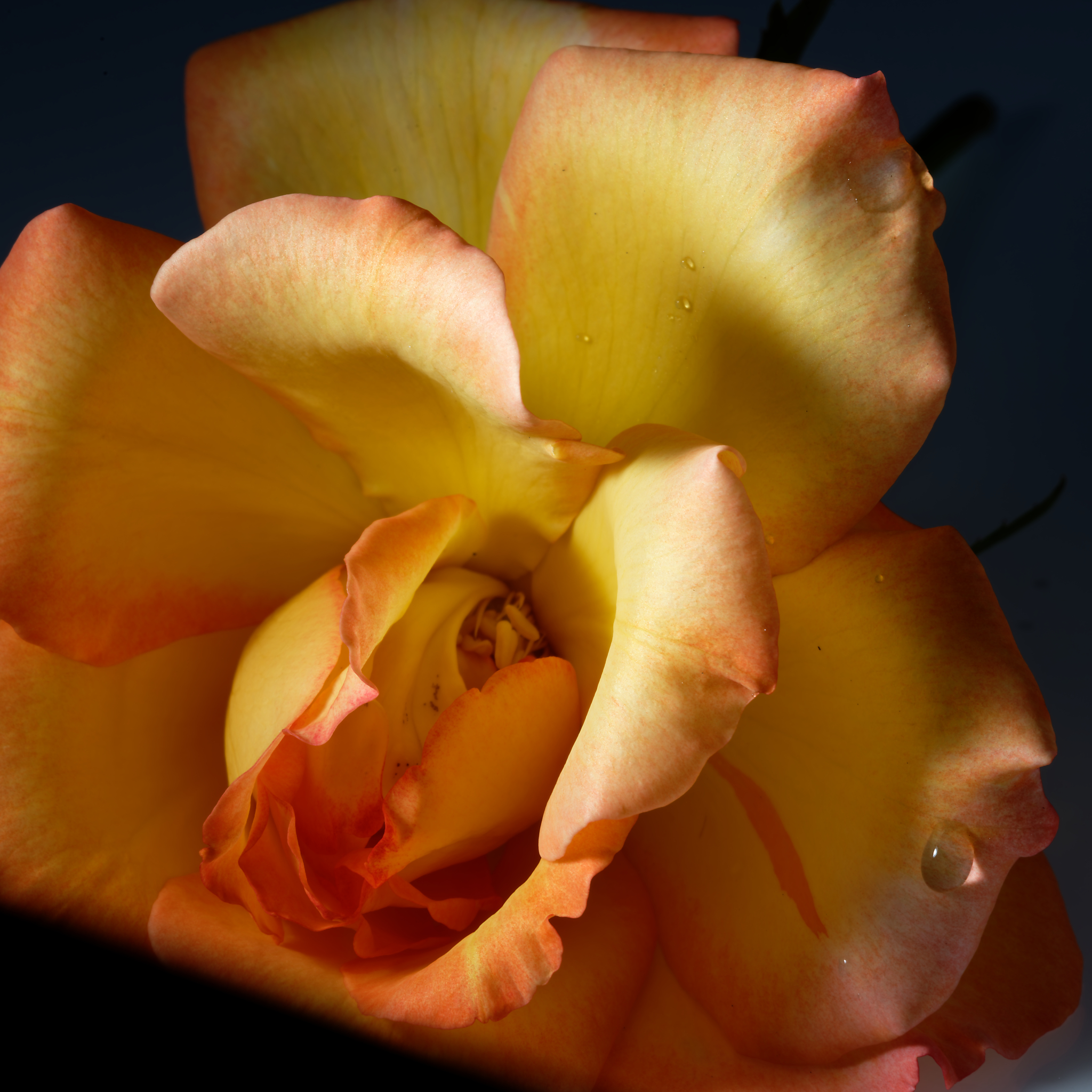 orange rose