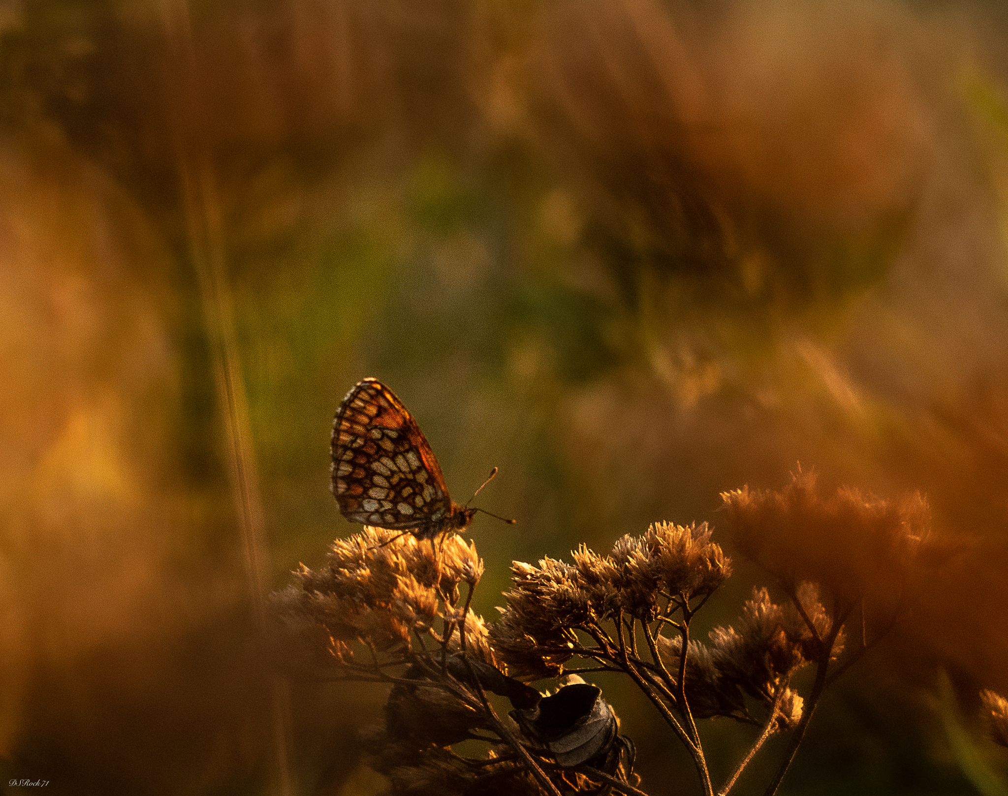 the rest of the butterfly