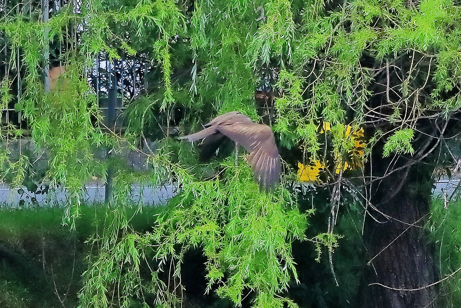 Nibbio bruno 17-06-2022