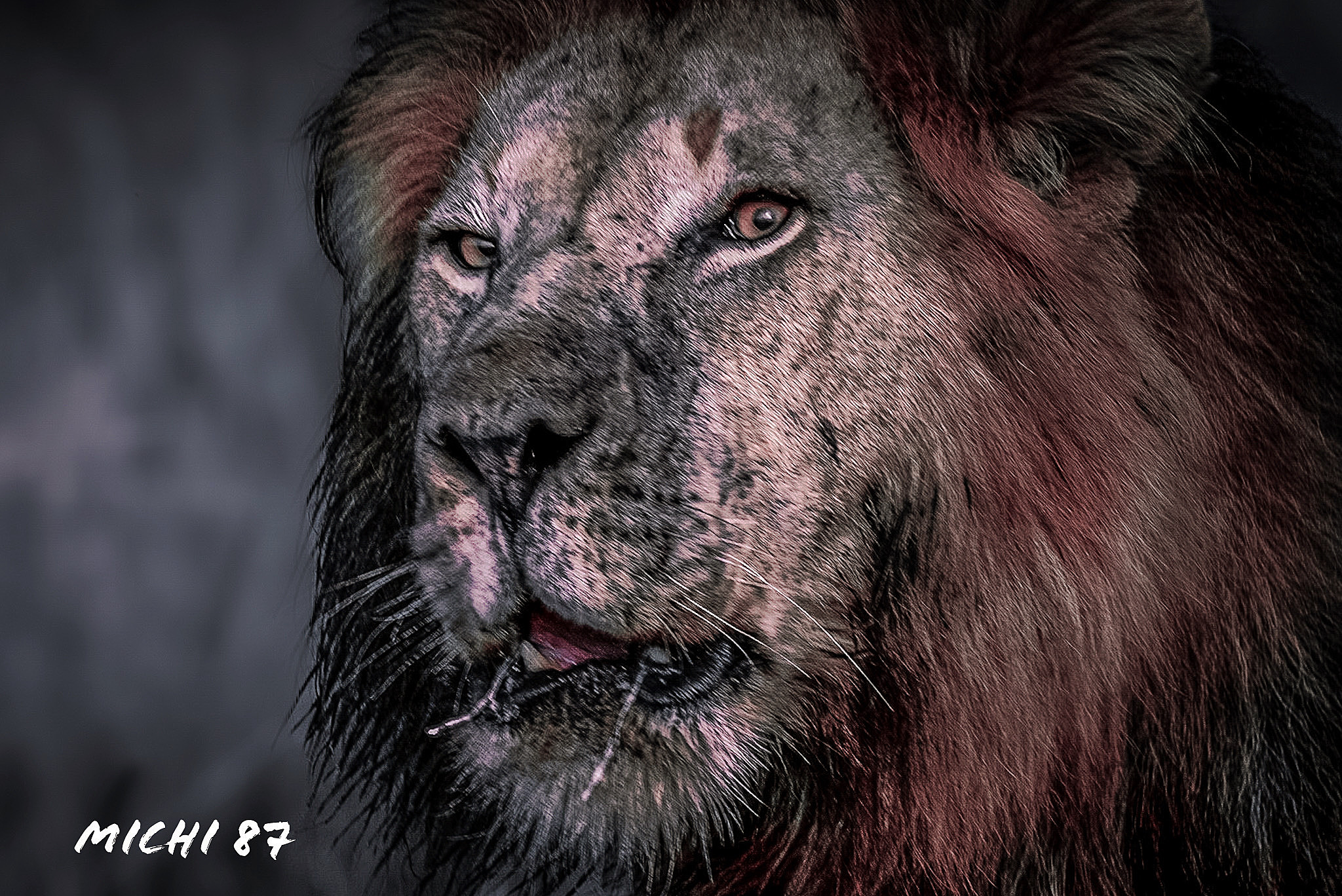 Lion