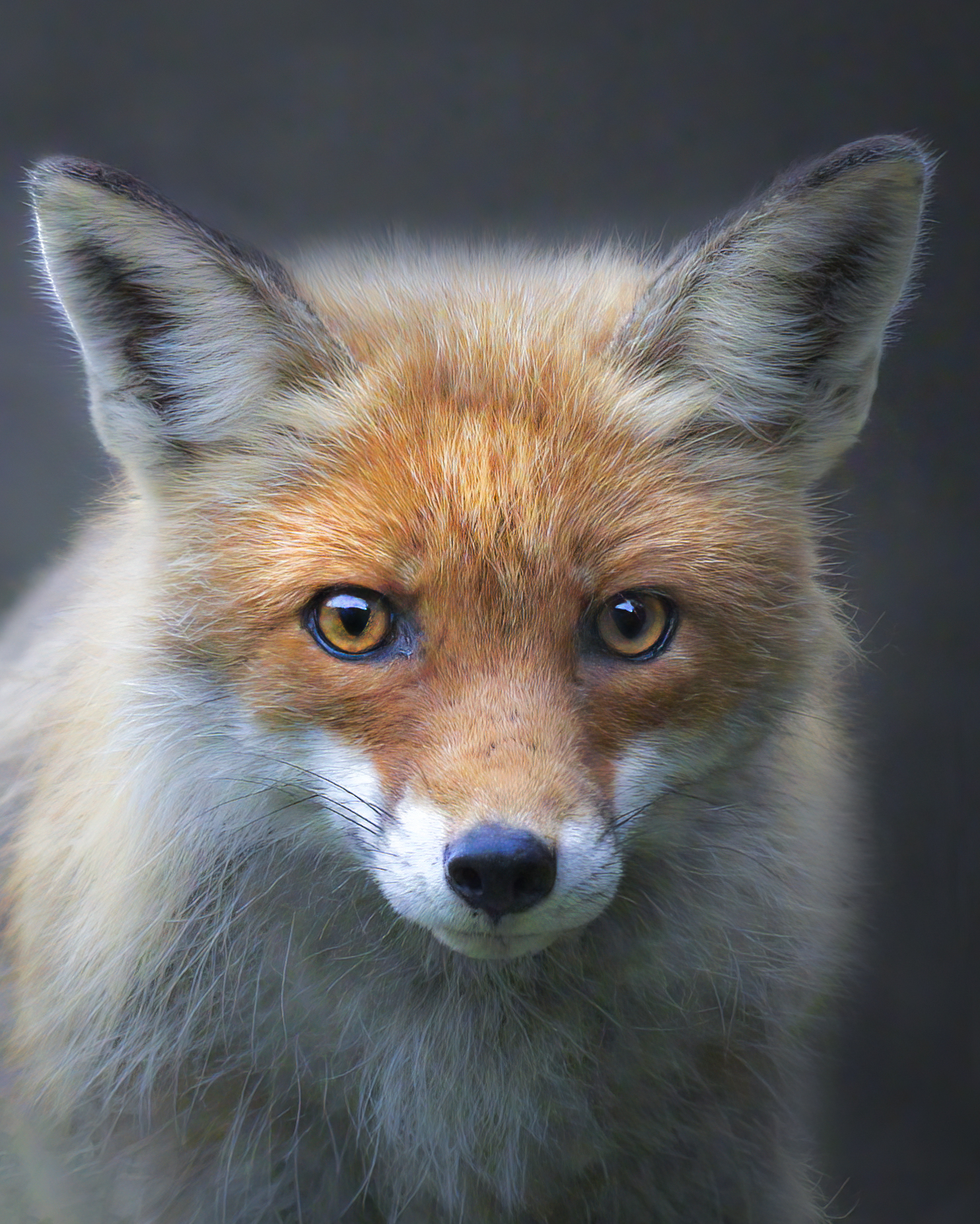 fox portrait