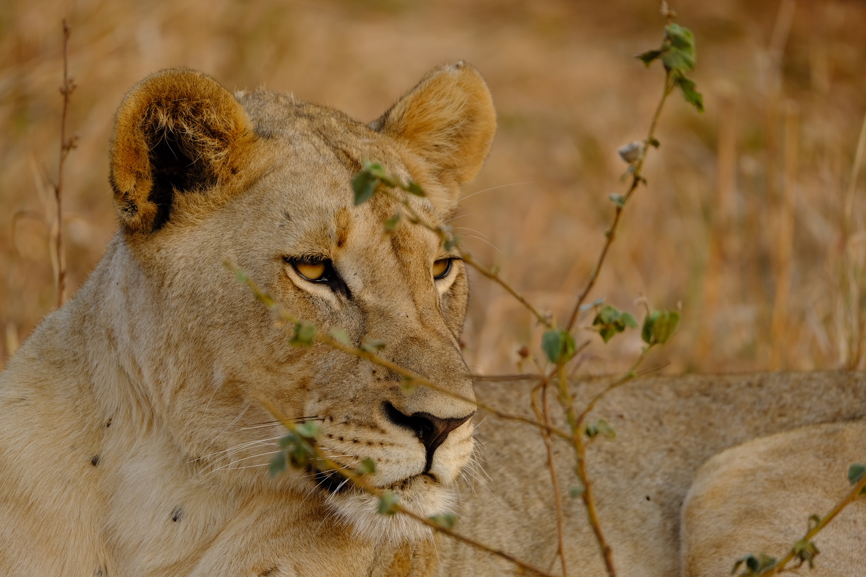 A lioness far from relaxed...