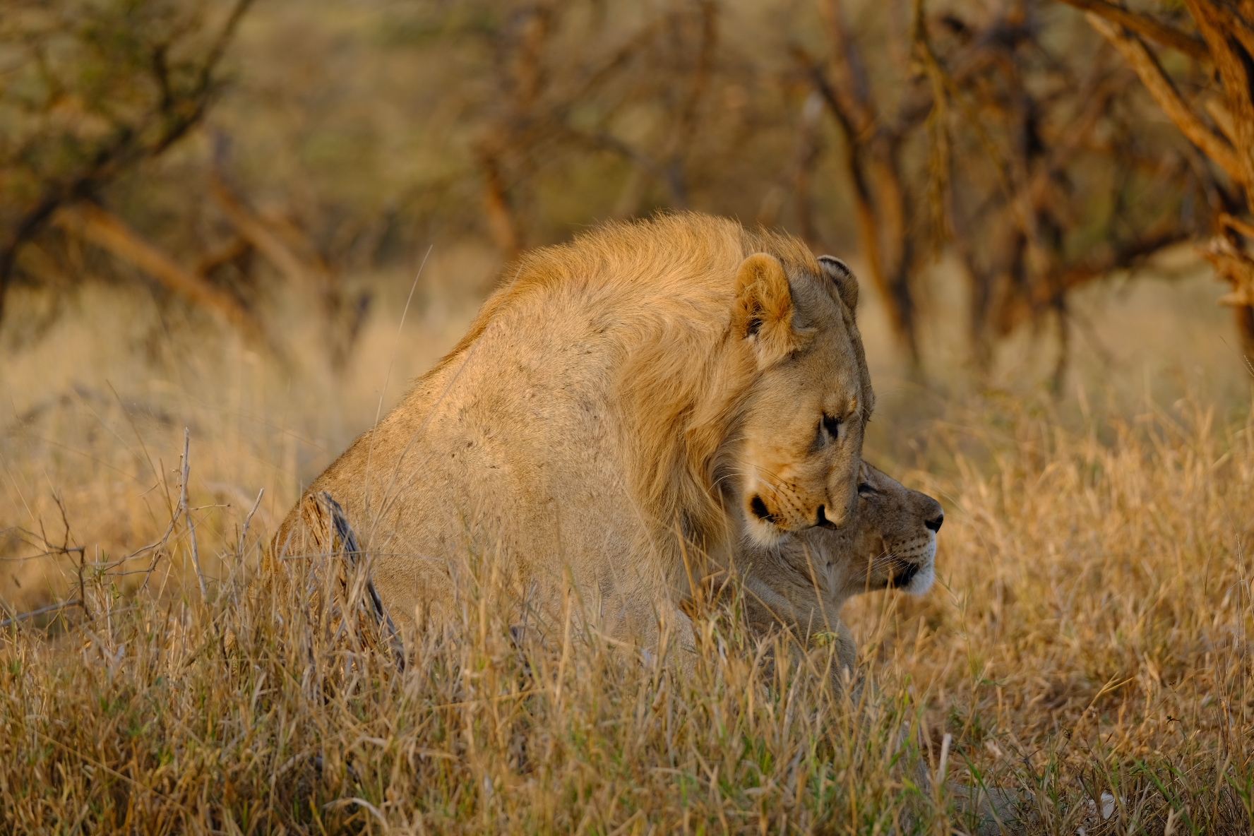 The delicacy of the king...