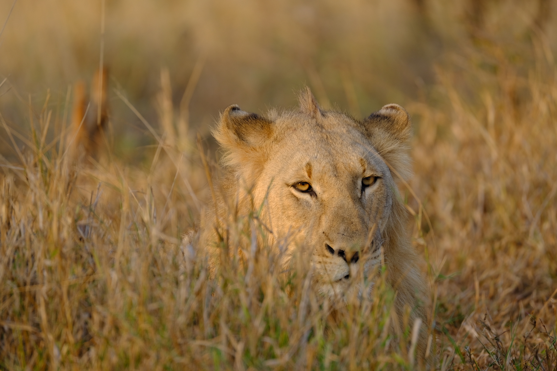 A young male at rest
