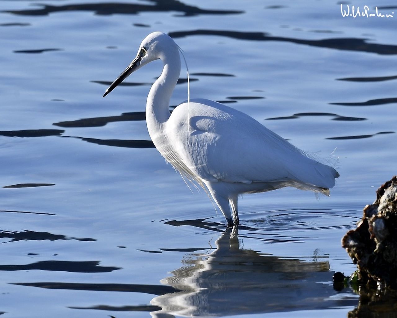 Egret 2