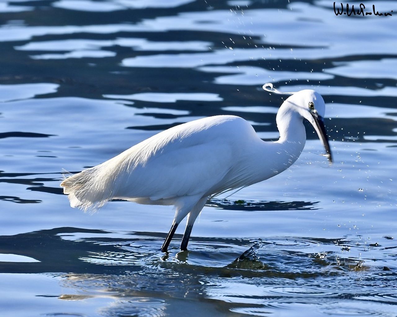 Egret 3