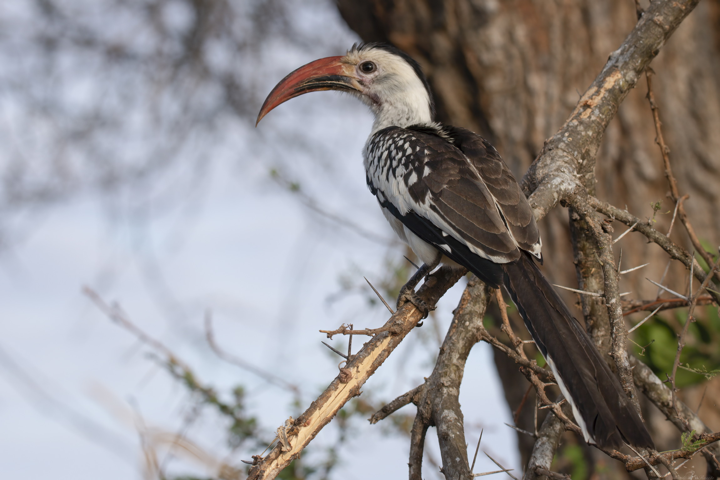 Bucero dal becco rosso