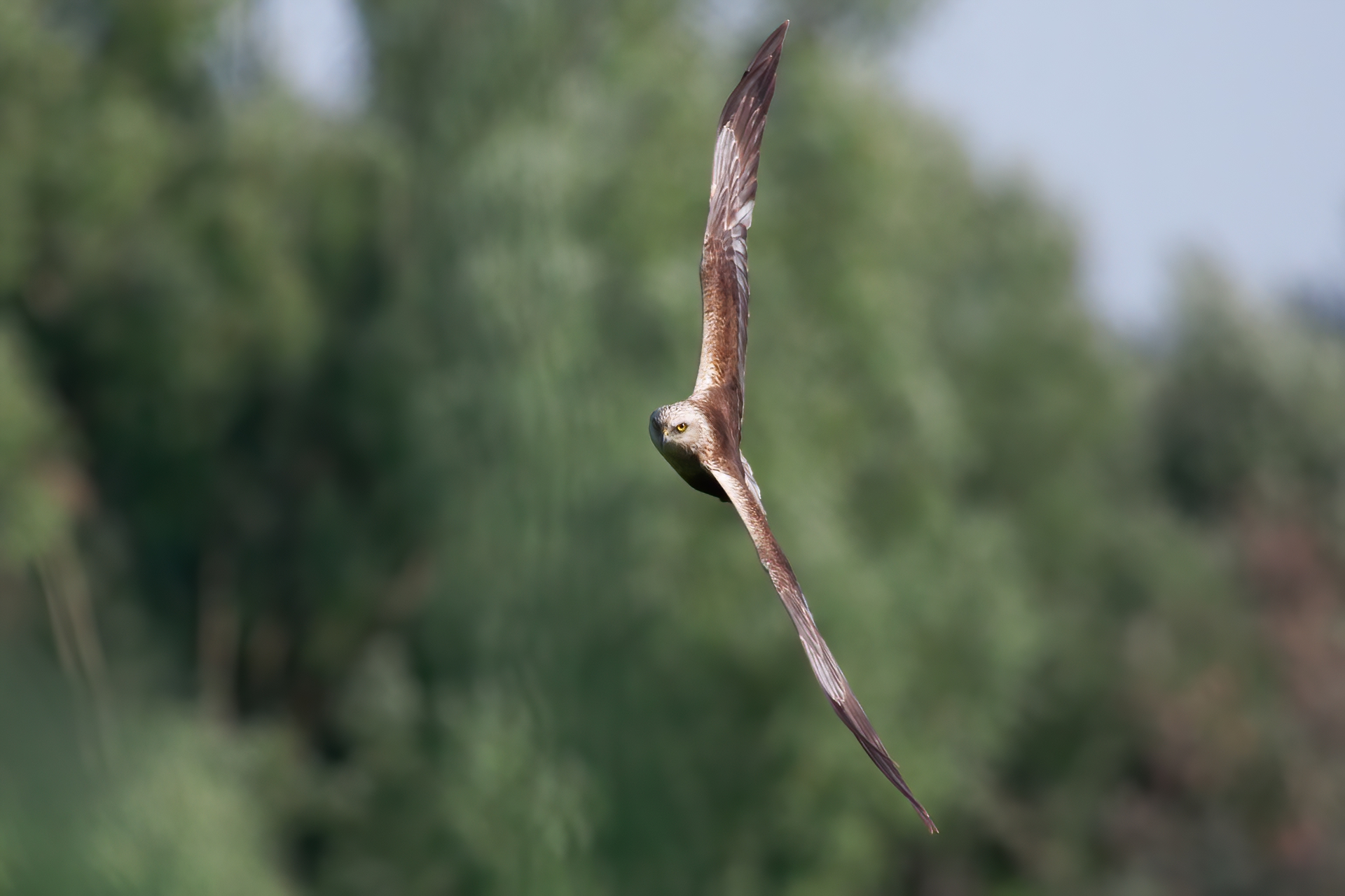 Hawk in turn, has spotted the prey ...