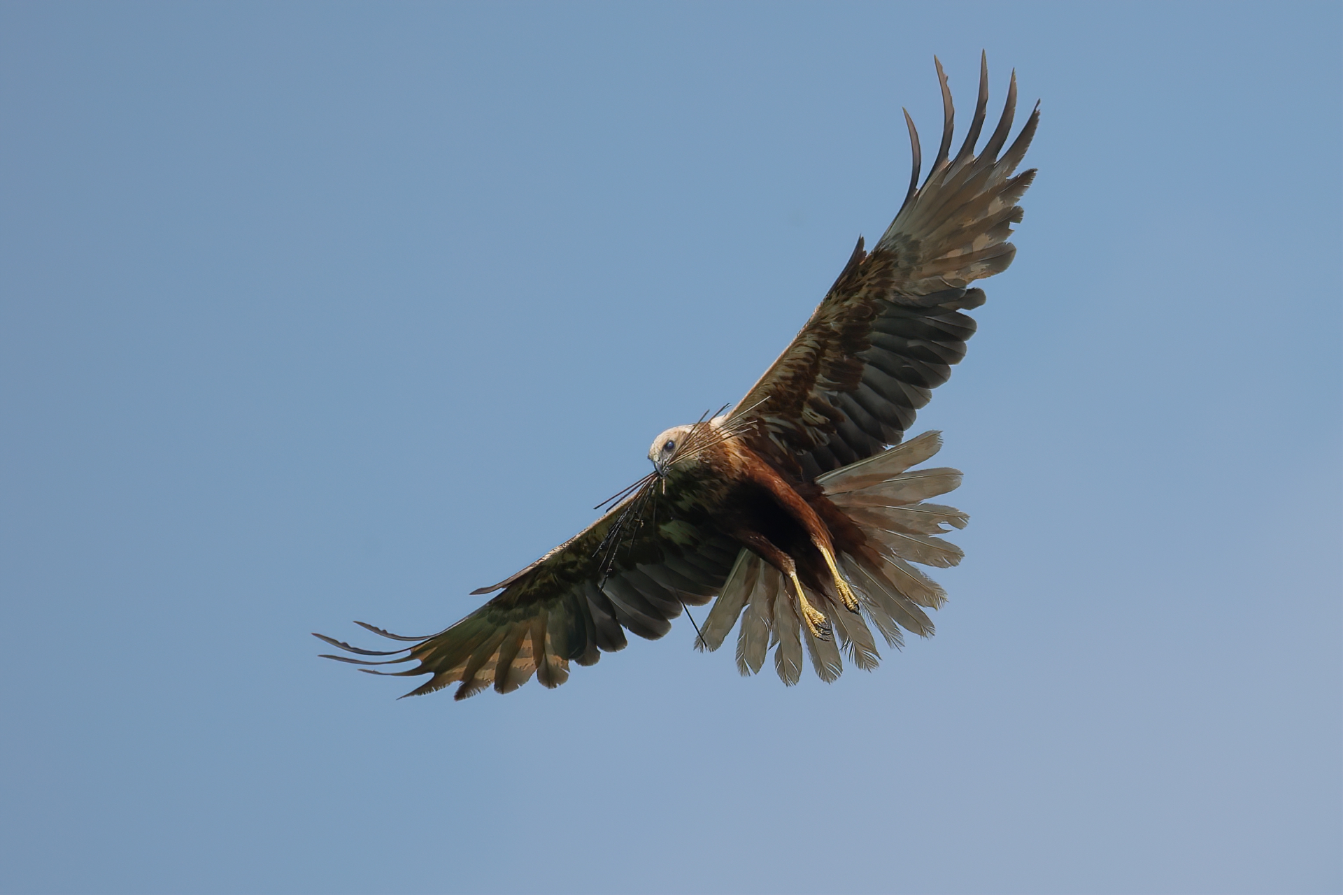 Falco builds the nest...