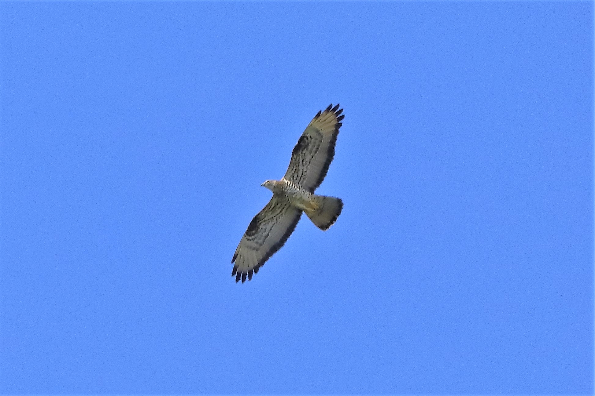 pecchiaiolo 26-06-2022