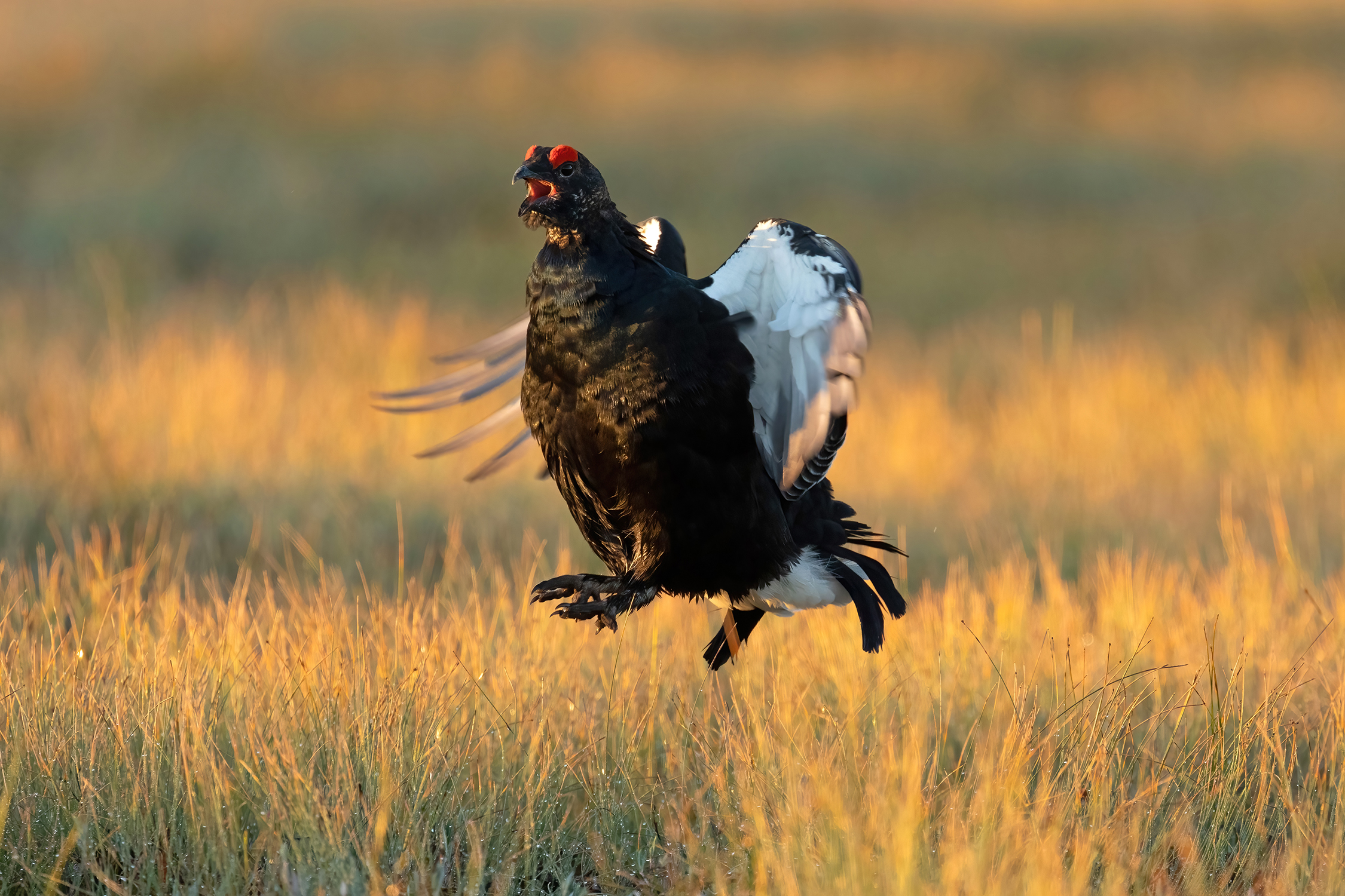 Black grouse