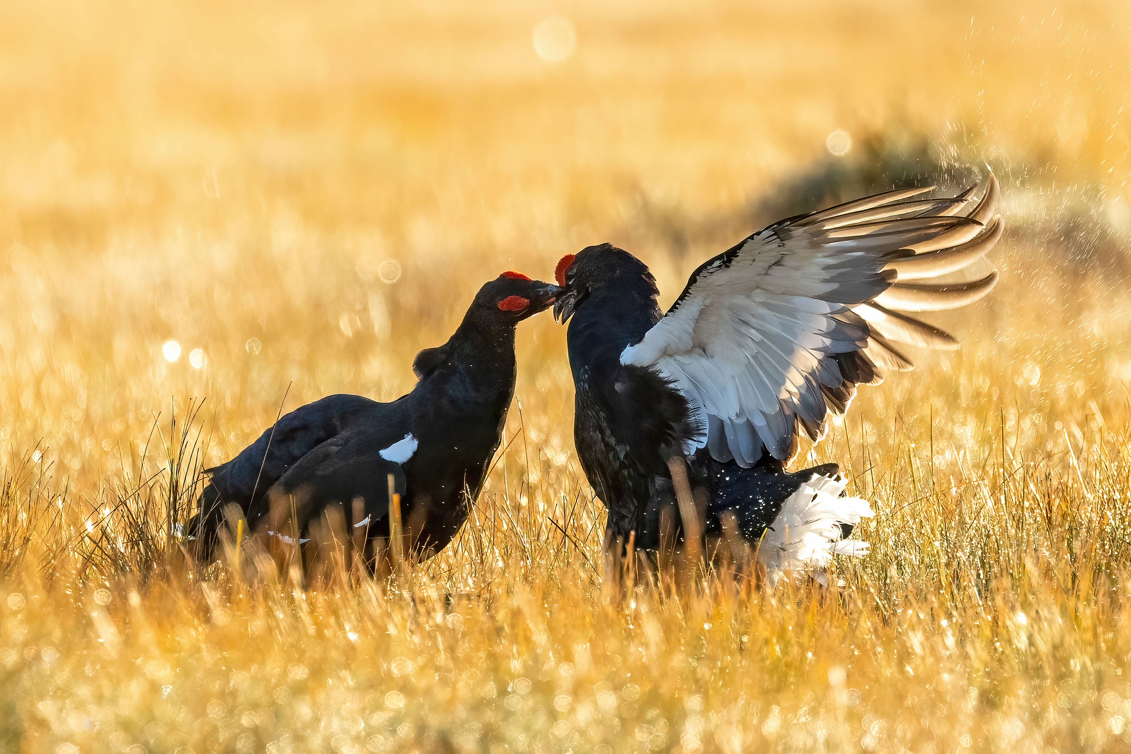 melee between grouses in the arena