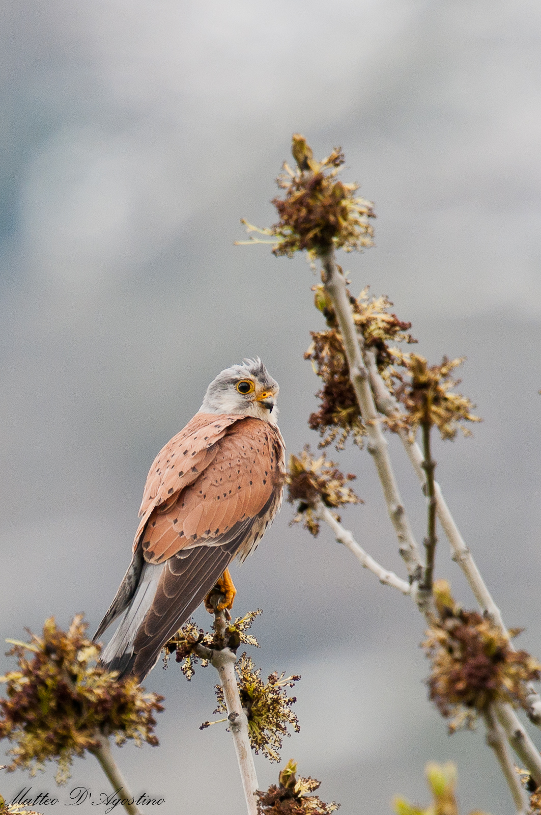 kestrel