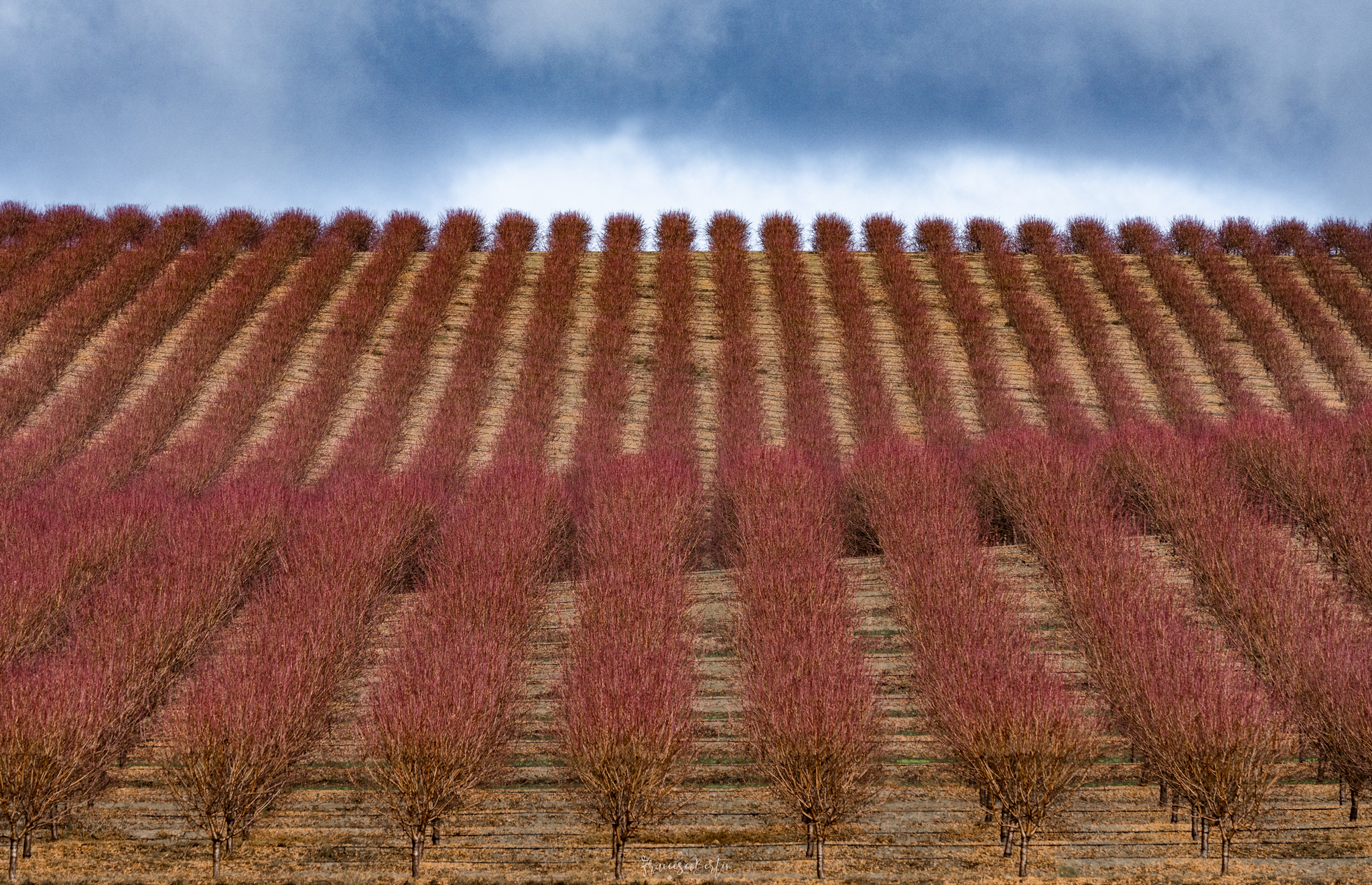 Almond field, somewhere, towards Seville