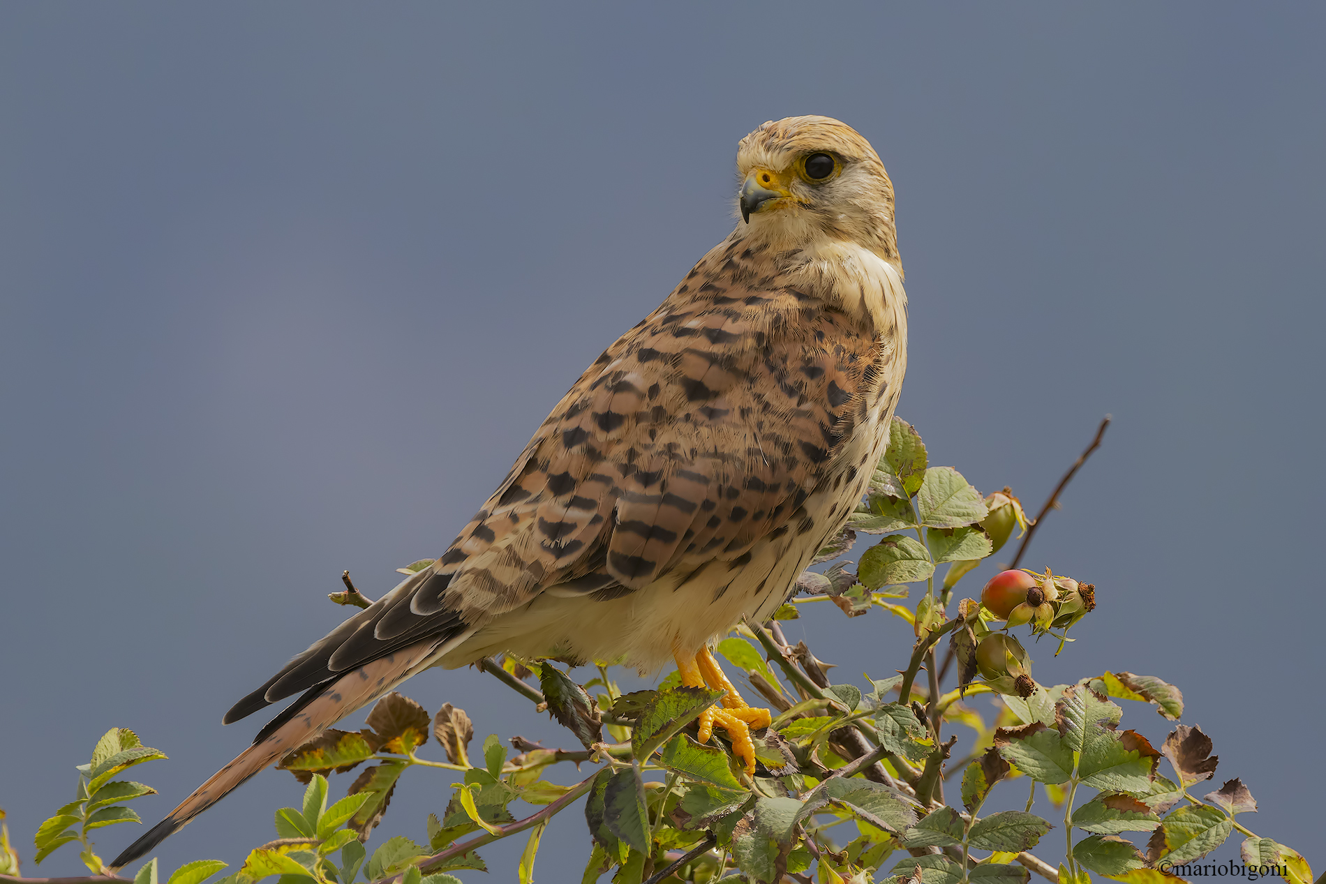 Kestrel