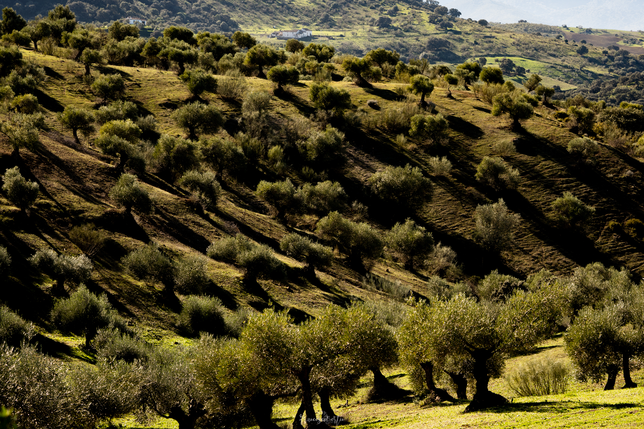 Olive groves in Setenìl