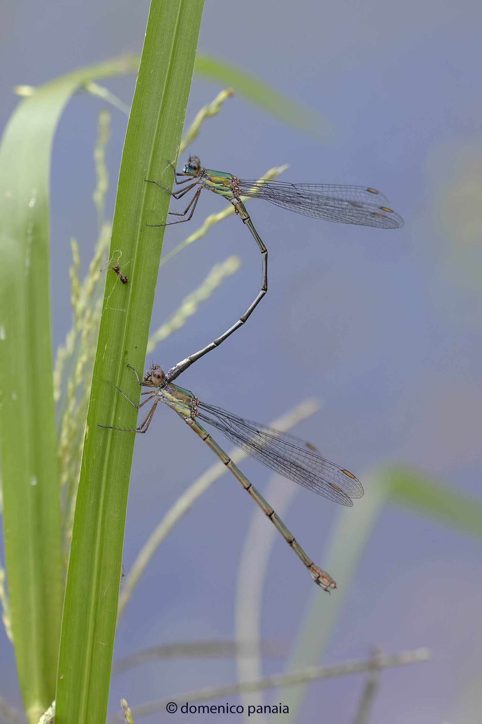 chalcolestes viridis