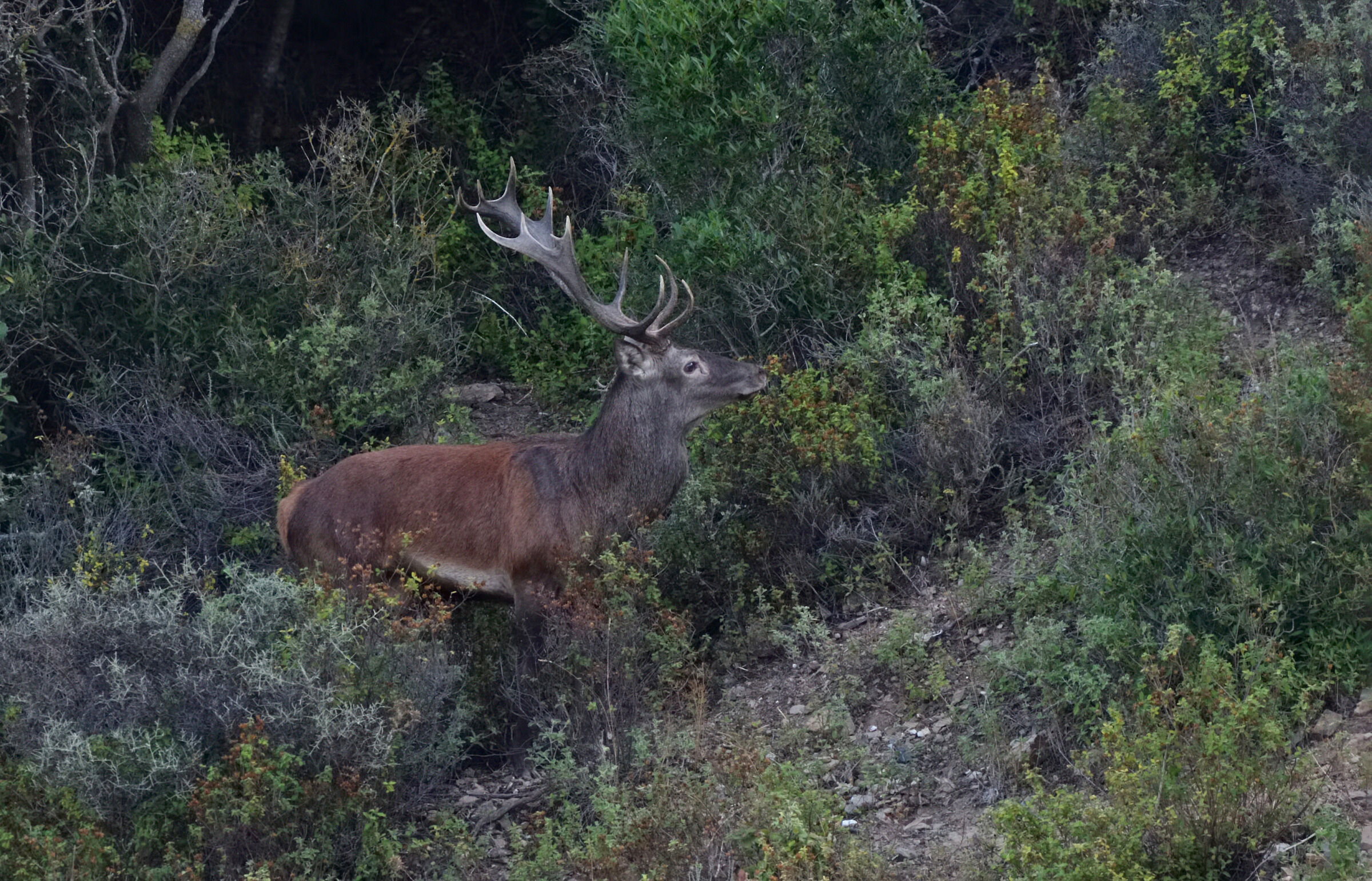 The season of the roars of the Sardinian deer starts