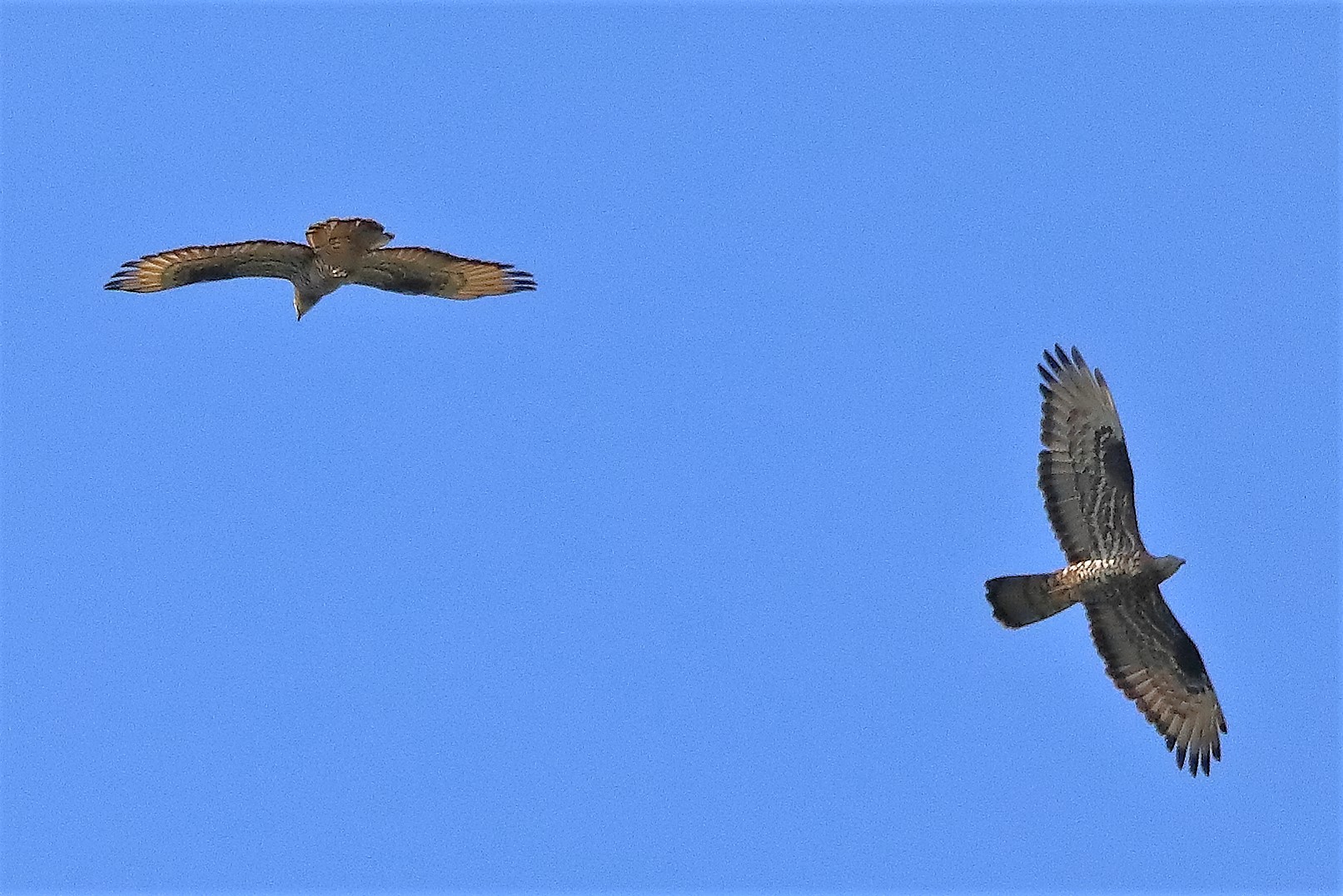 pecchiaioli 29-06-2022