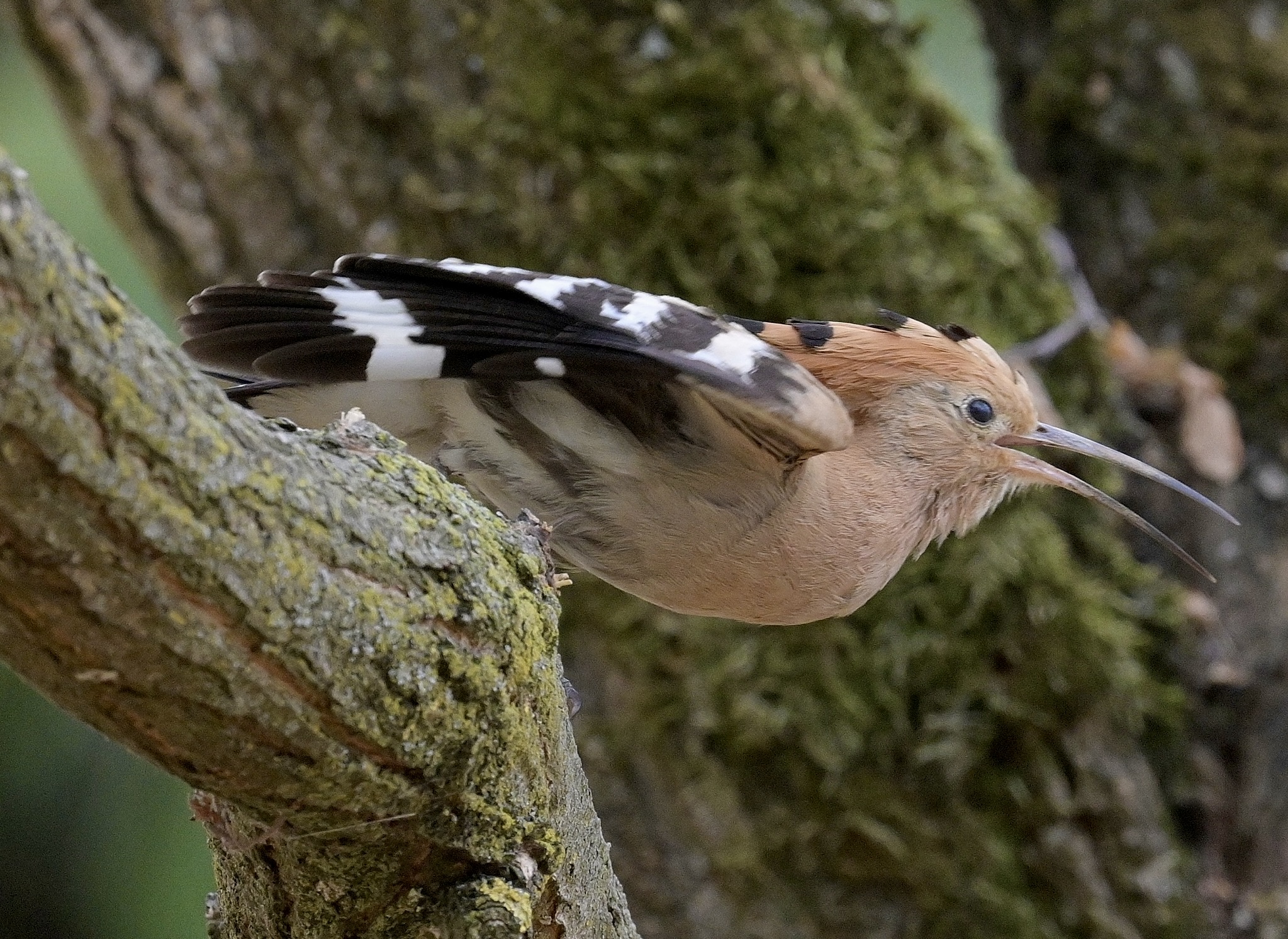 Upupa