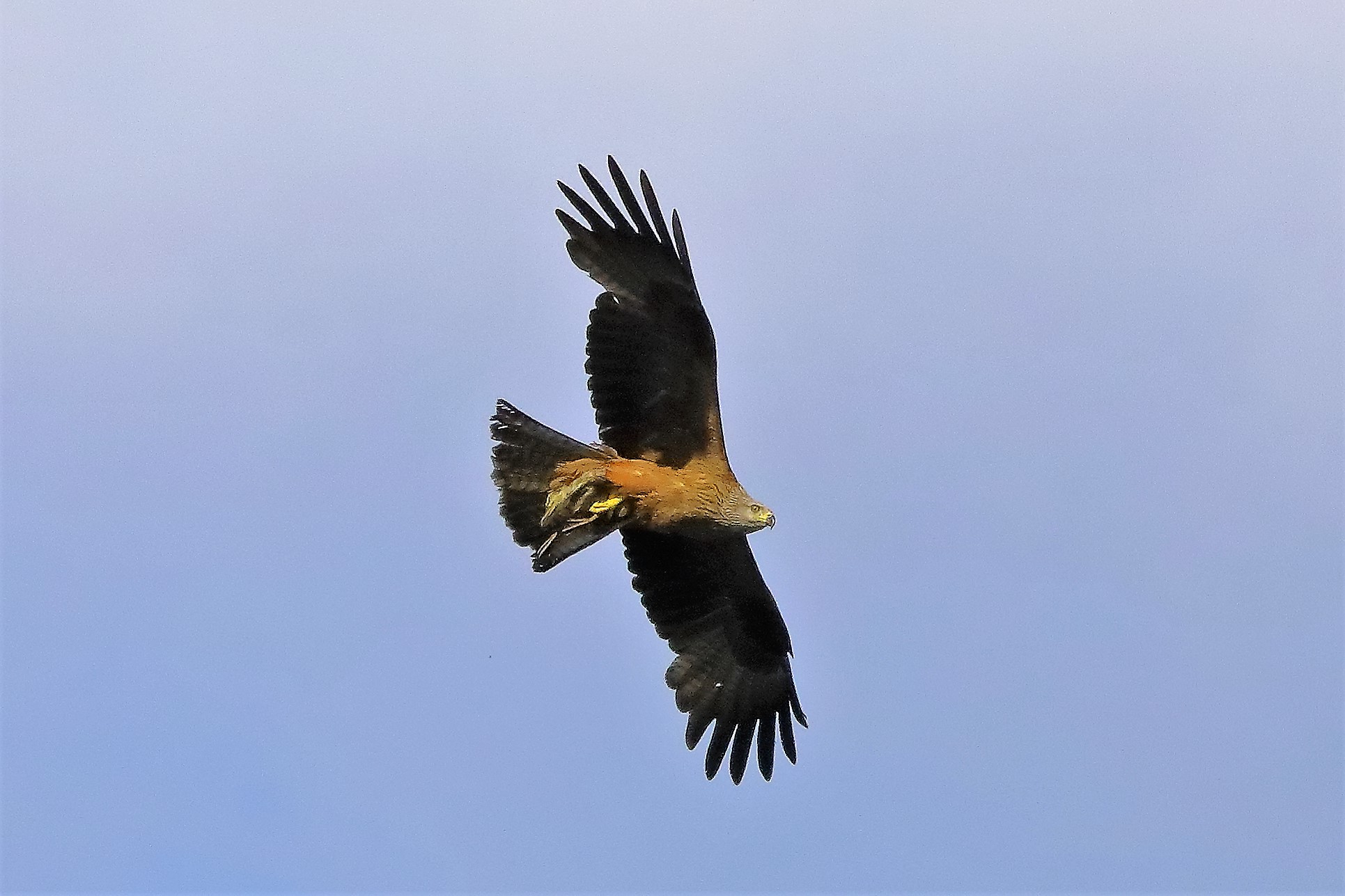 Nibbio bruno 06-06-2022