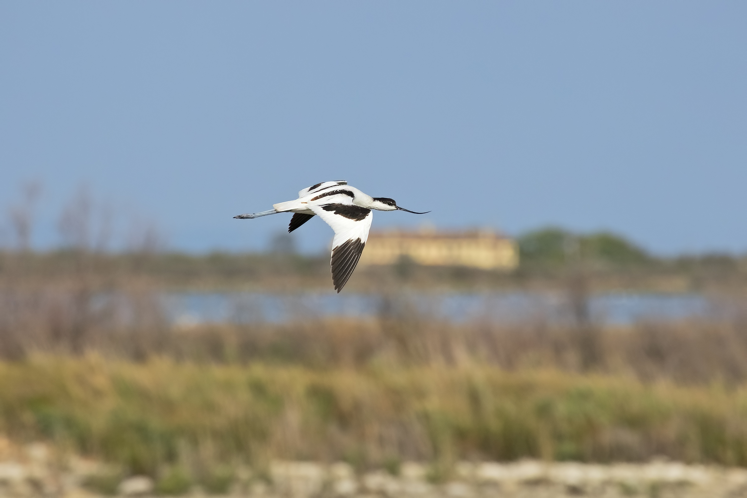 Avocetta in Flight
