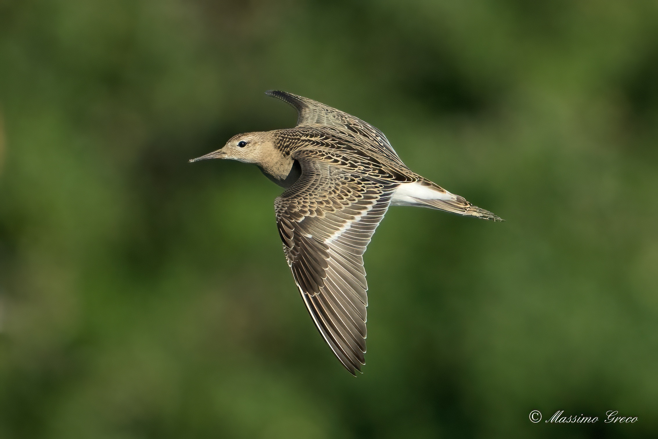 Fighter (Philomachus pugnax)