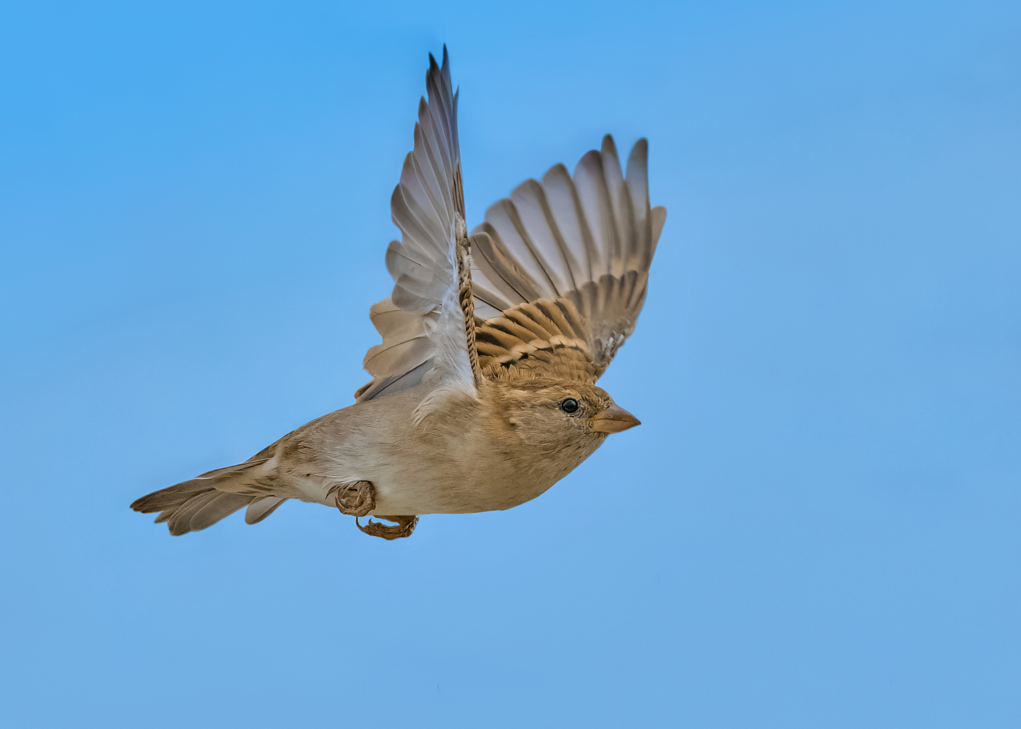 Sparrow in flight