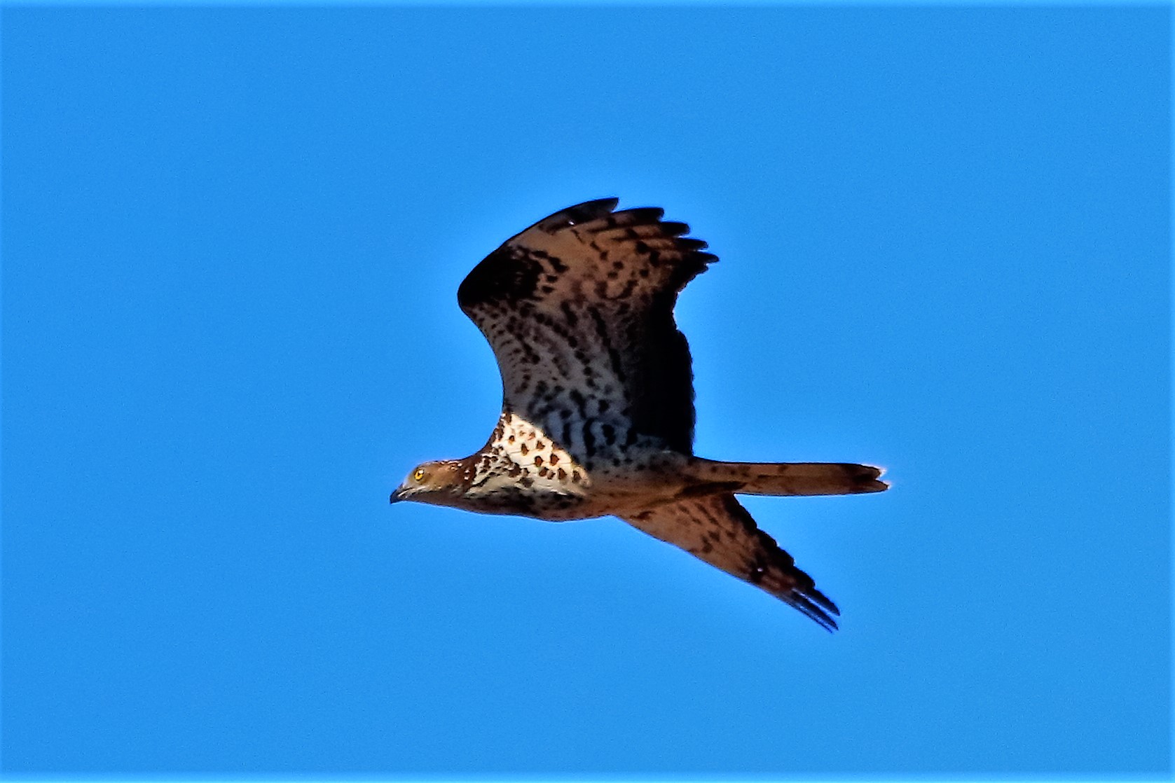 Falco pecchiaiolo giugno 2021