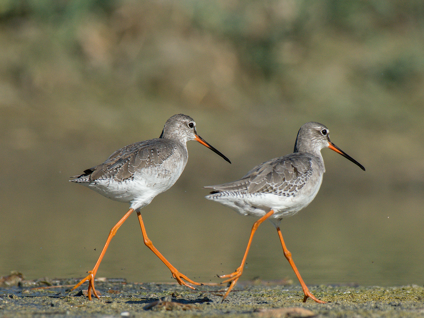 Squid dies in synchronous step