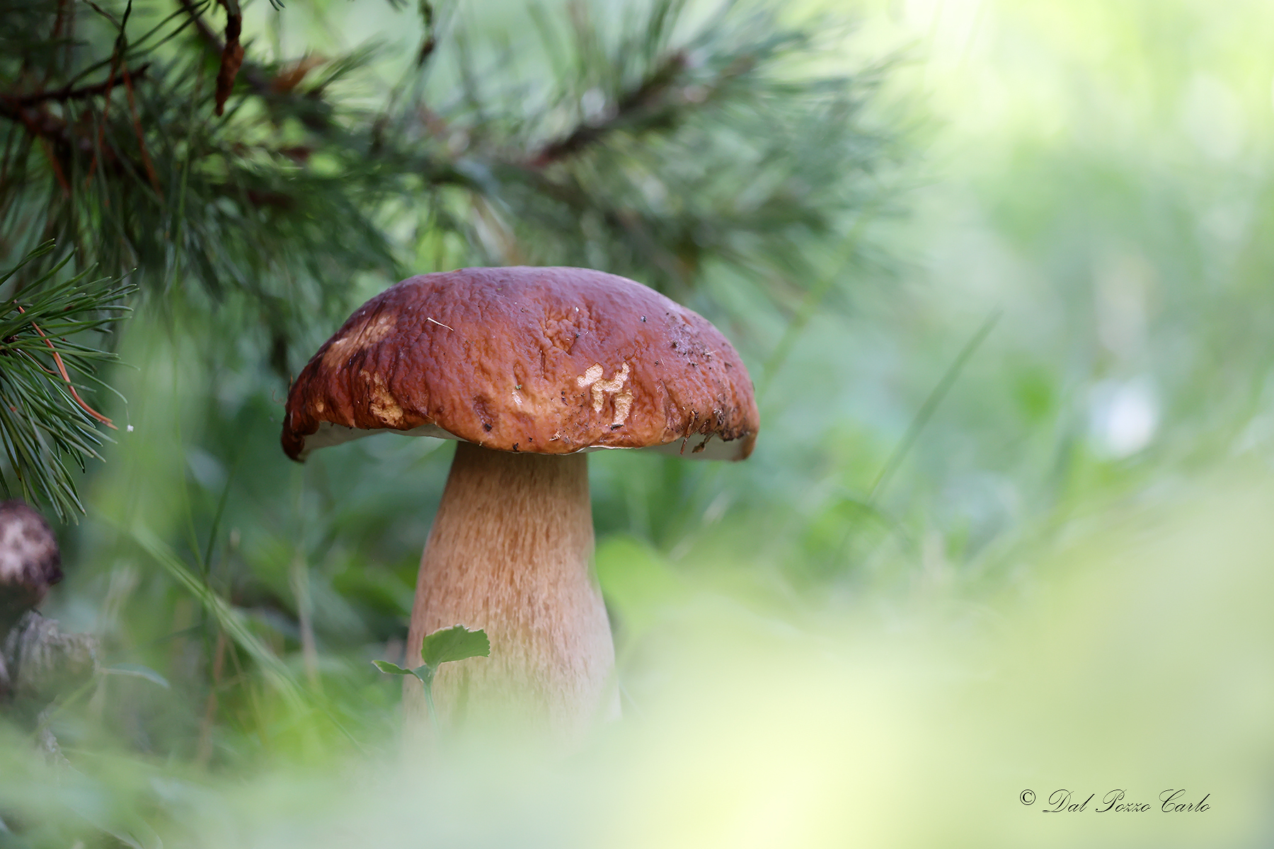Porcini mushroom time