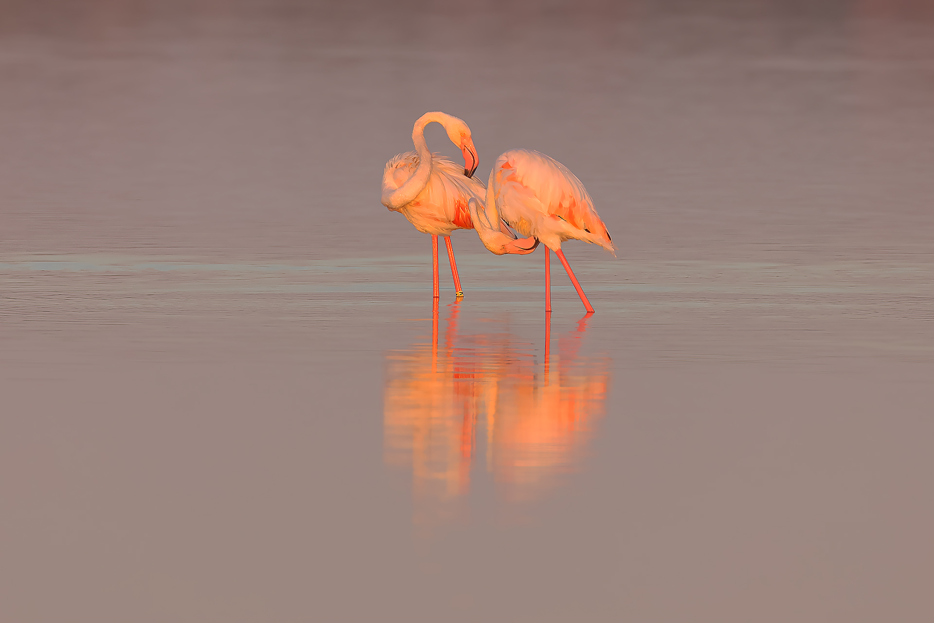 Fenicotteri all'alba