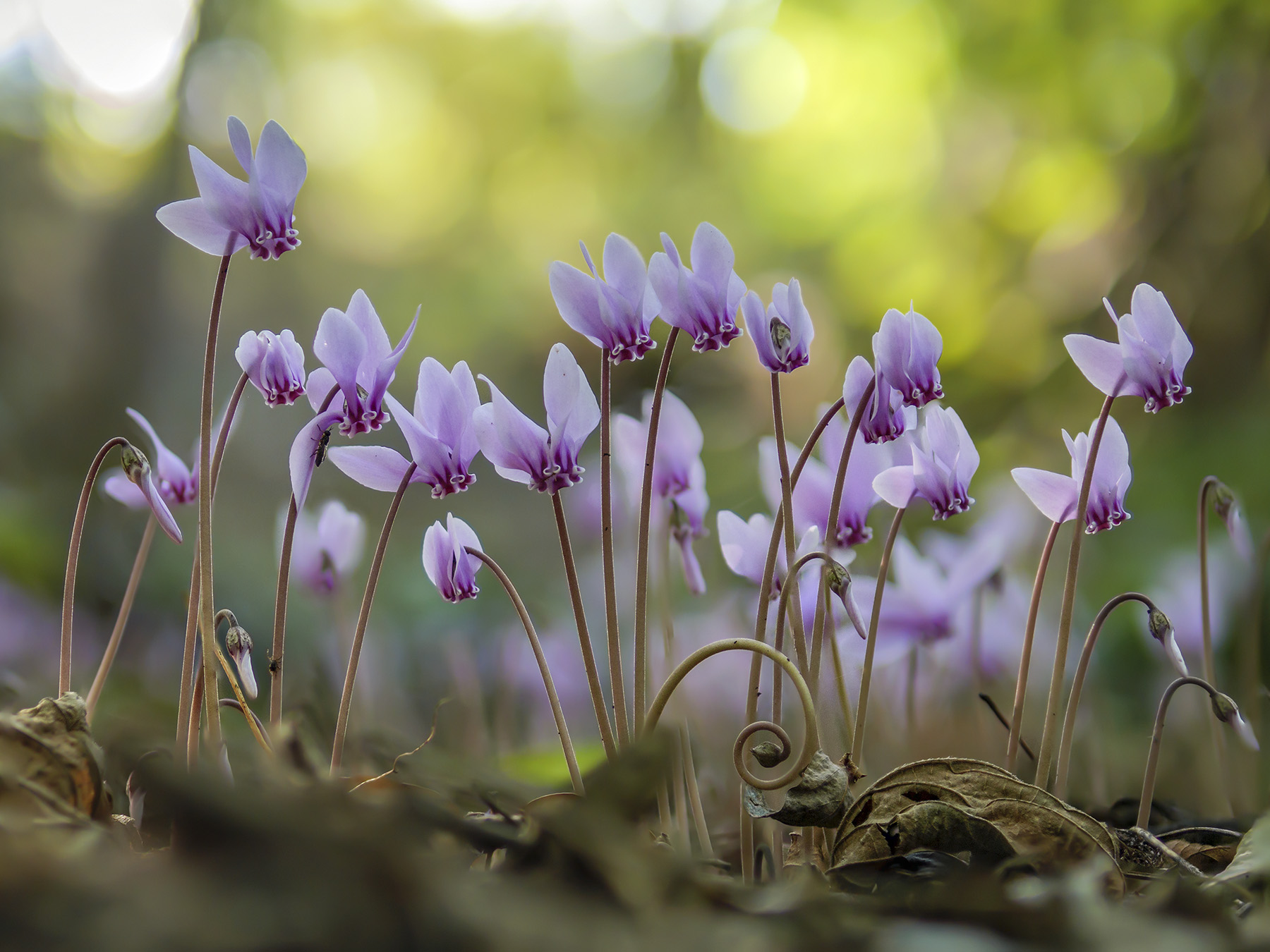 Cyclamen hederifolium gruppo