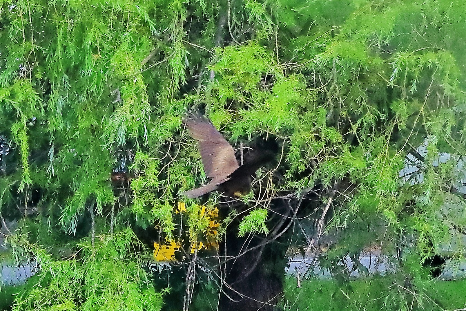 Nibbio bruno 17-06-2022