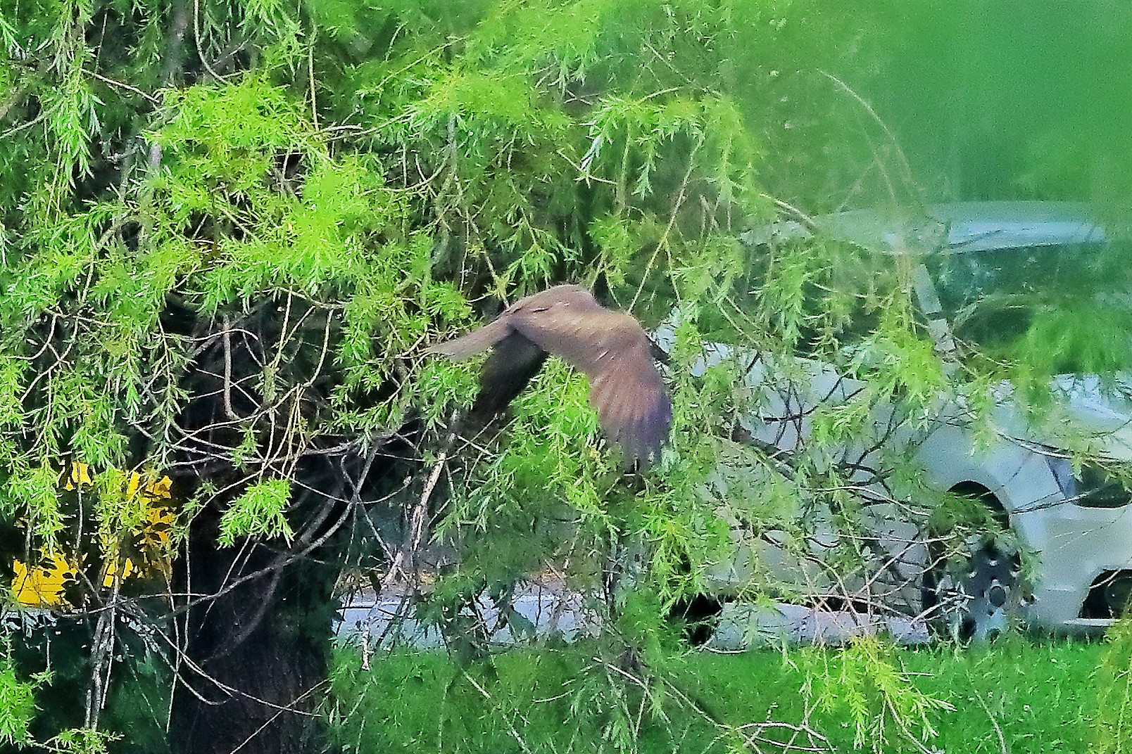 Nibbio bruno 17-06-2022