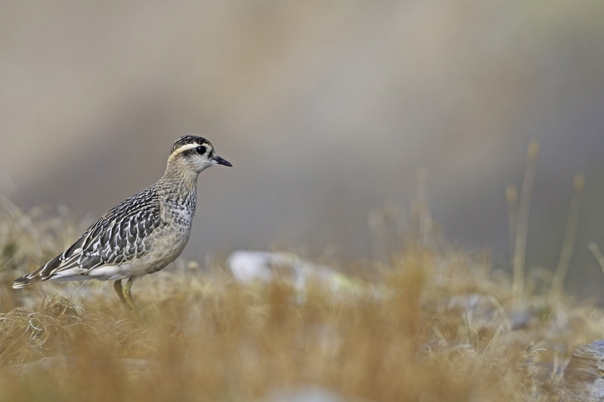 Tortolino plover