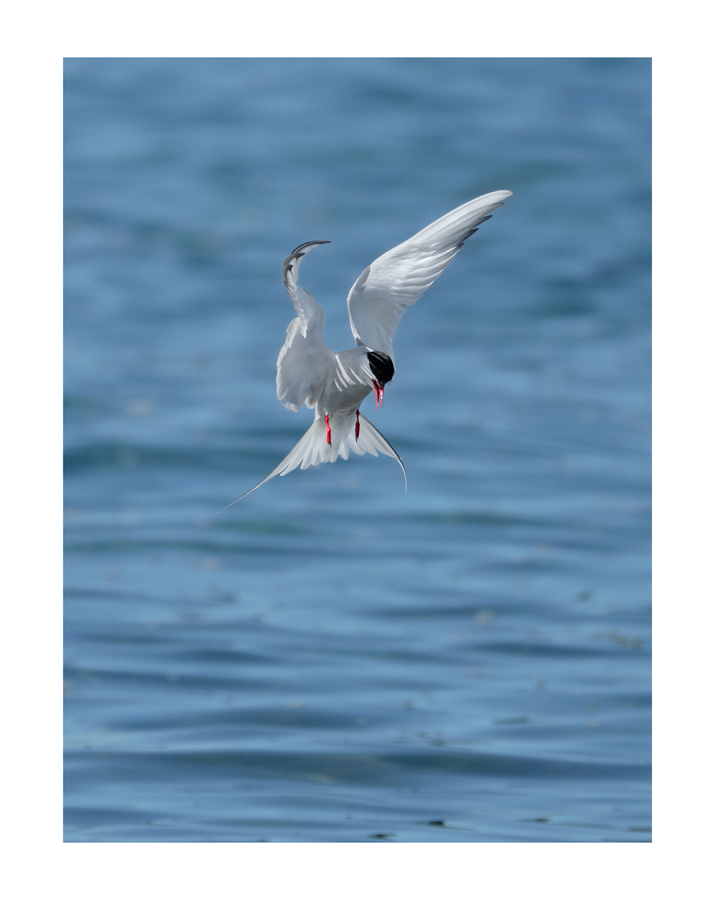 Arctic Tern