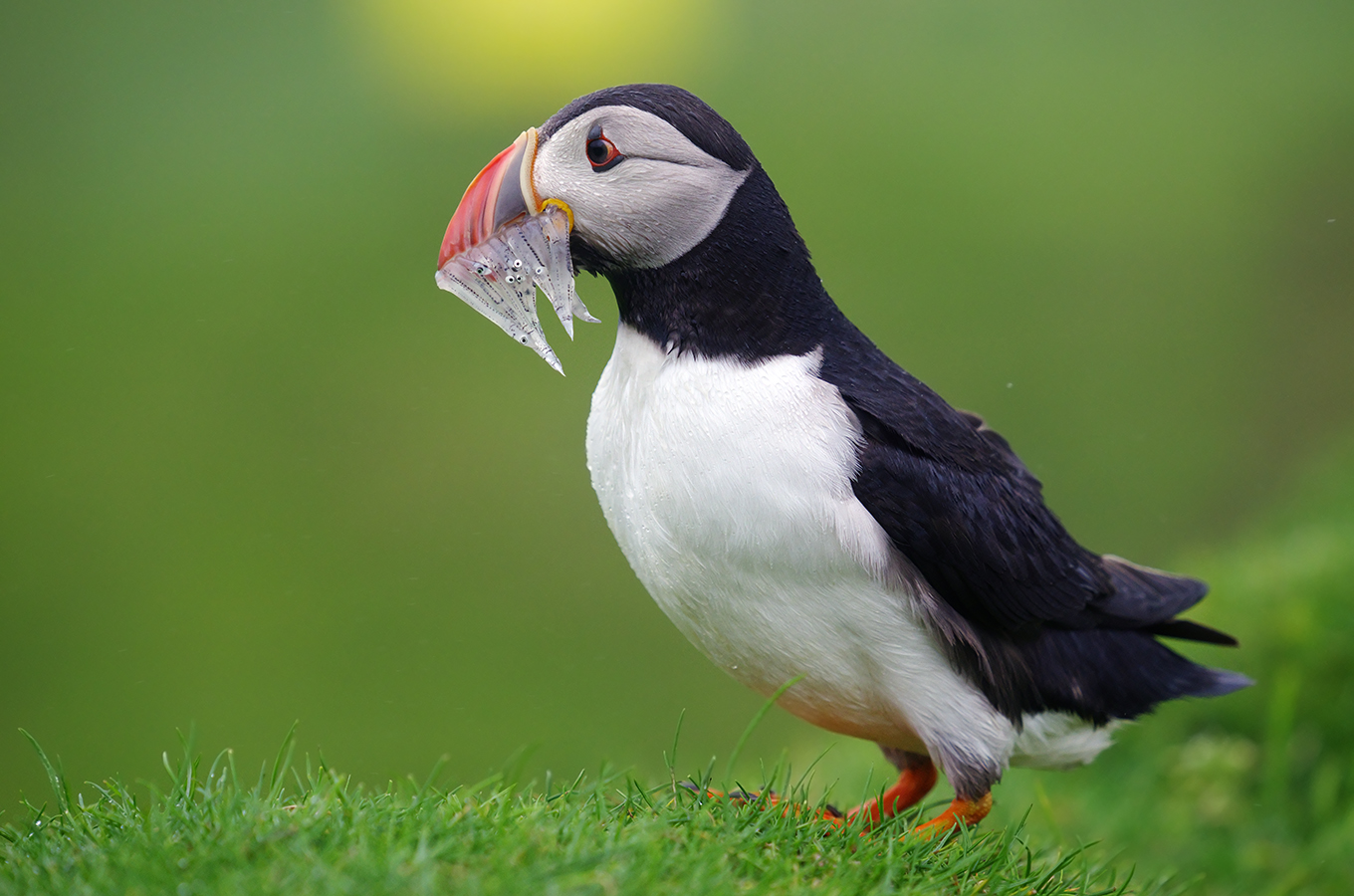 Puffin